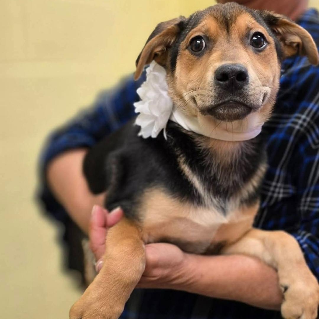 Spaghetti, Adoptable, Puppy Female German Shepherd Dog.
