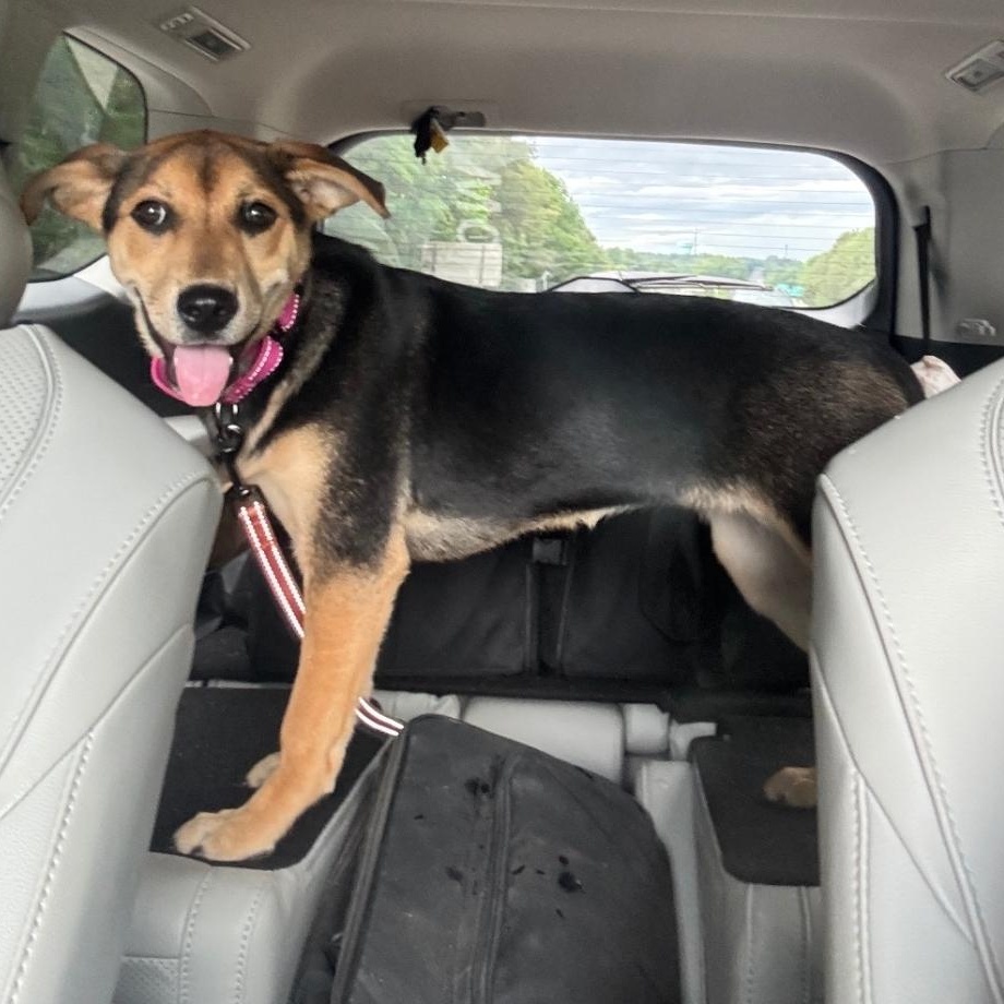 Spaghetti, Adoptable, Puppy Female German Shepherd Dog.