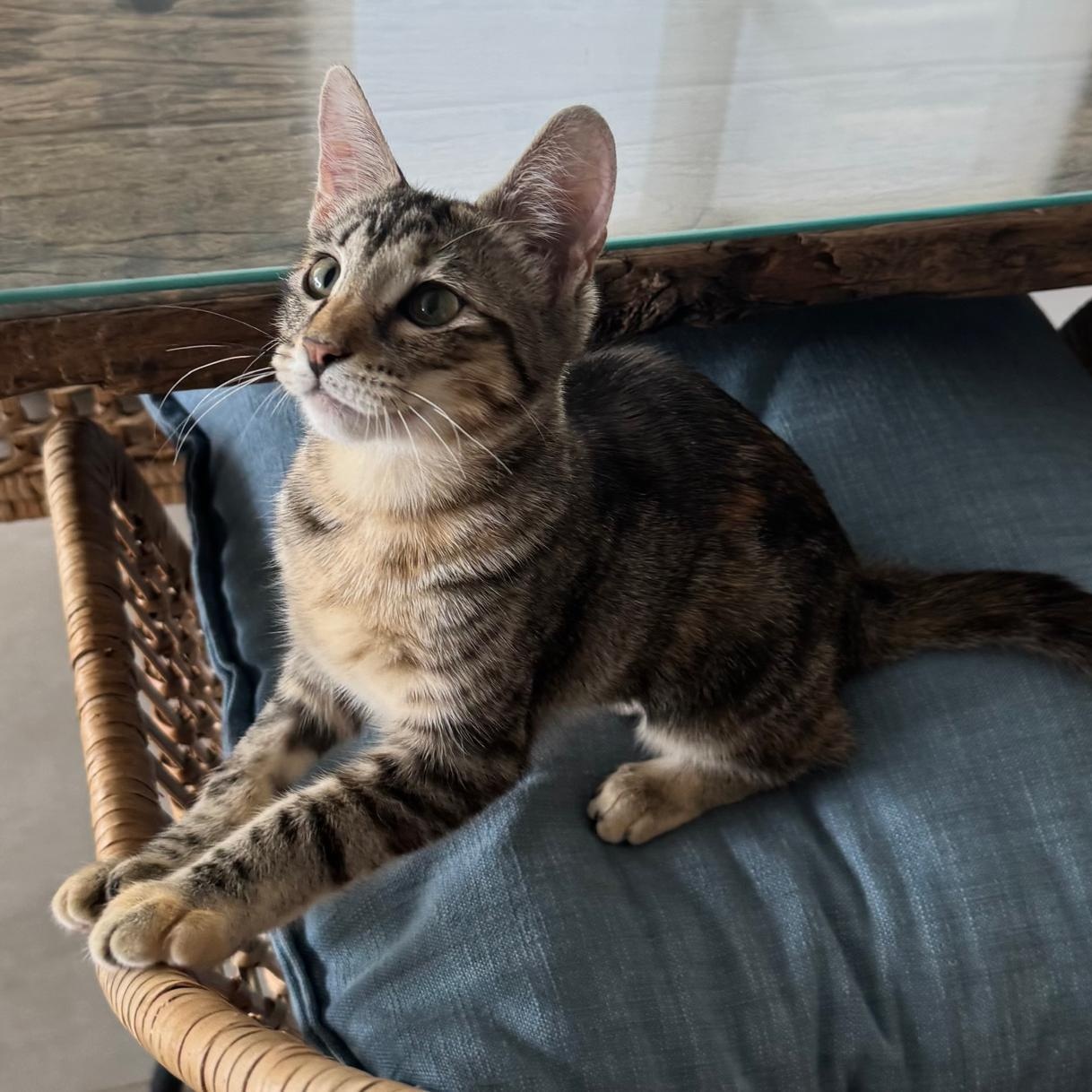 Enlarge Tori, a Adoptable Domestic Short Hair in San Juan, PR image 3/6