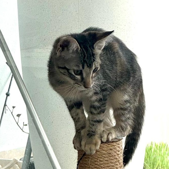 Enlarge Tori, a Adoptable Domestic Short Hair in San Juan, PR image 1/6