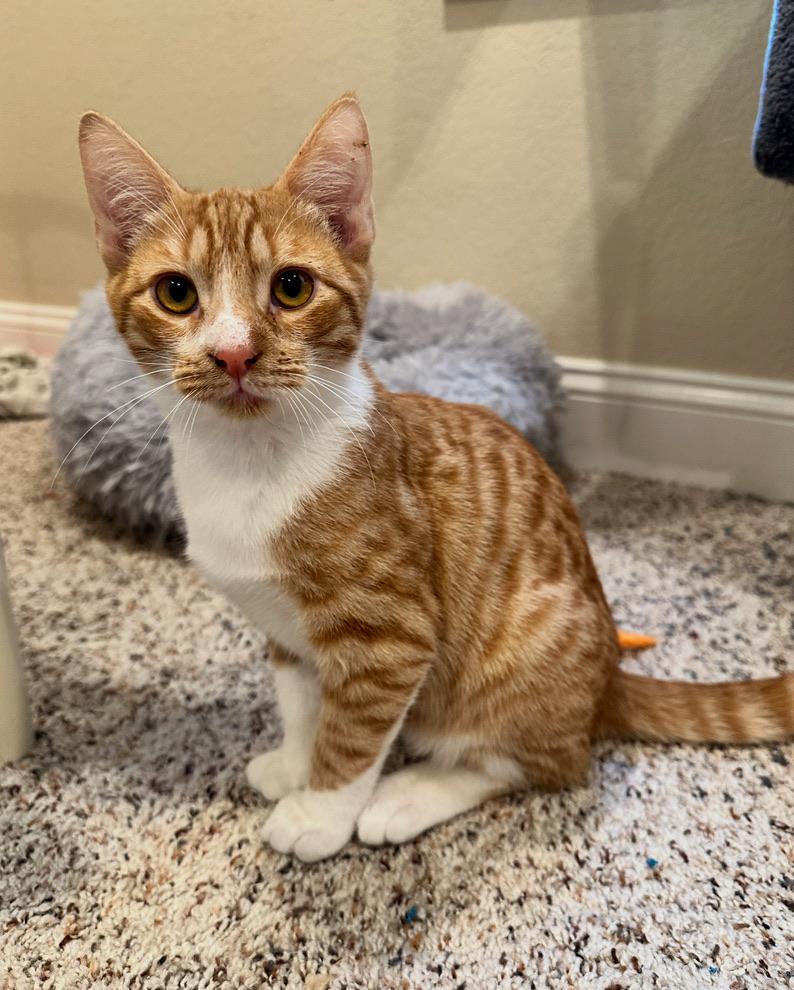 Pumpkin, Adopted, Kitten Male Domestic Short Hair.