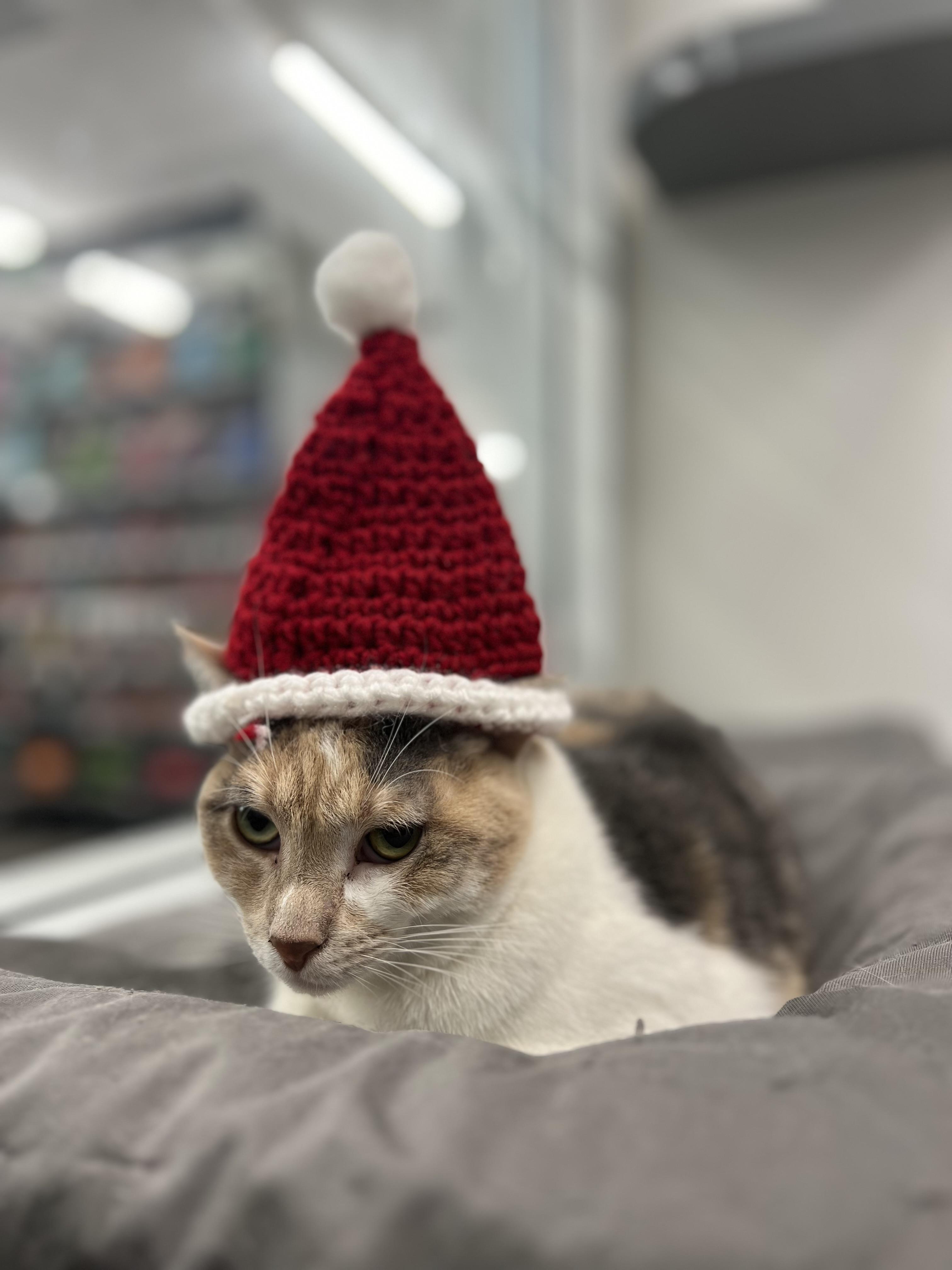 Enlarge Suzie, a Adoptable Domestic Short Hair in Staten Island, NY image 1/5