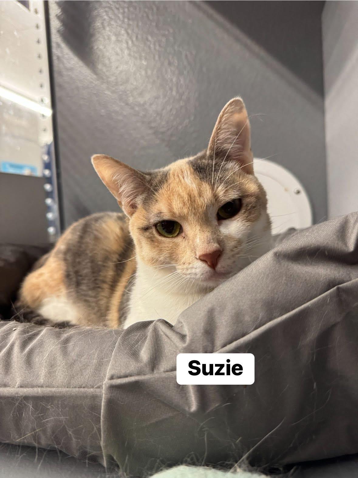 Suzie, a Adoptable Domestic Short Hair in Staten Island, NY image 1/4
