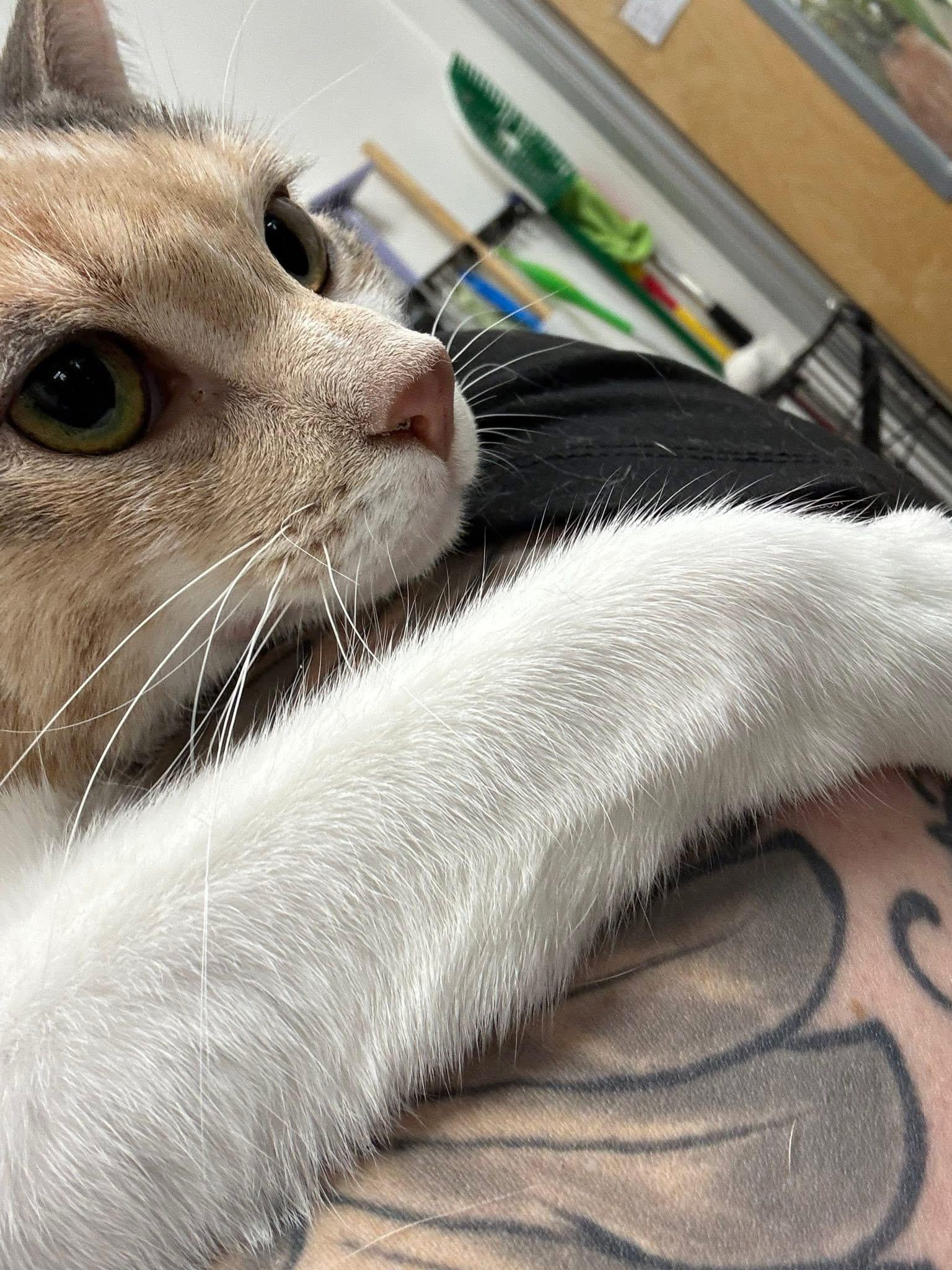 Suzie, a Adoptable Domestic Short Hair in Staten Island, NY image 3/4