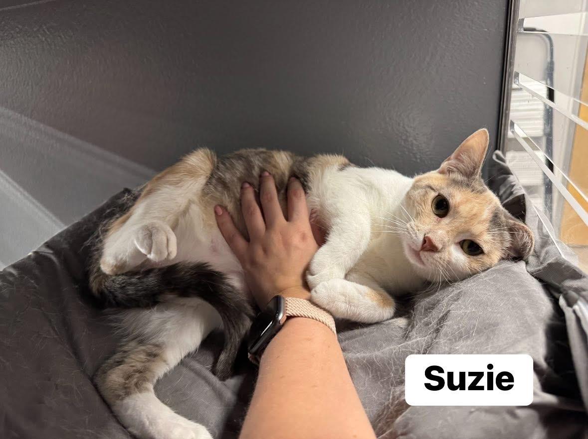 Suzie