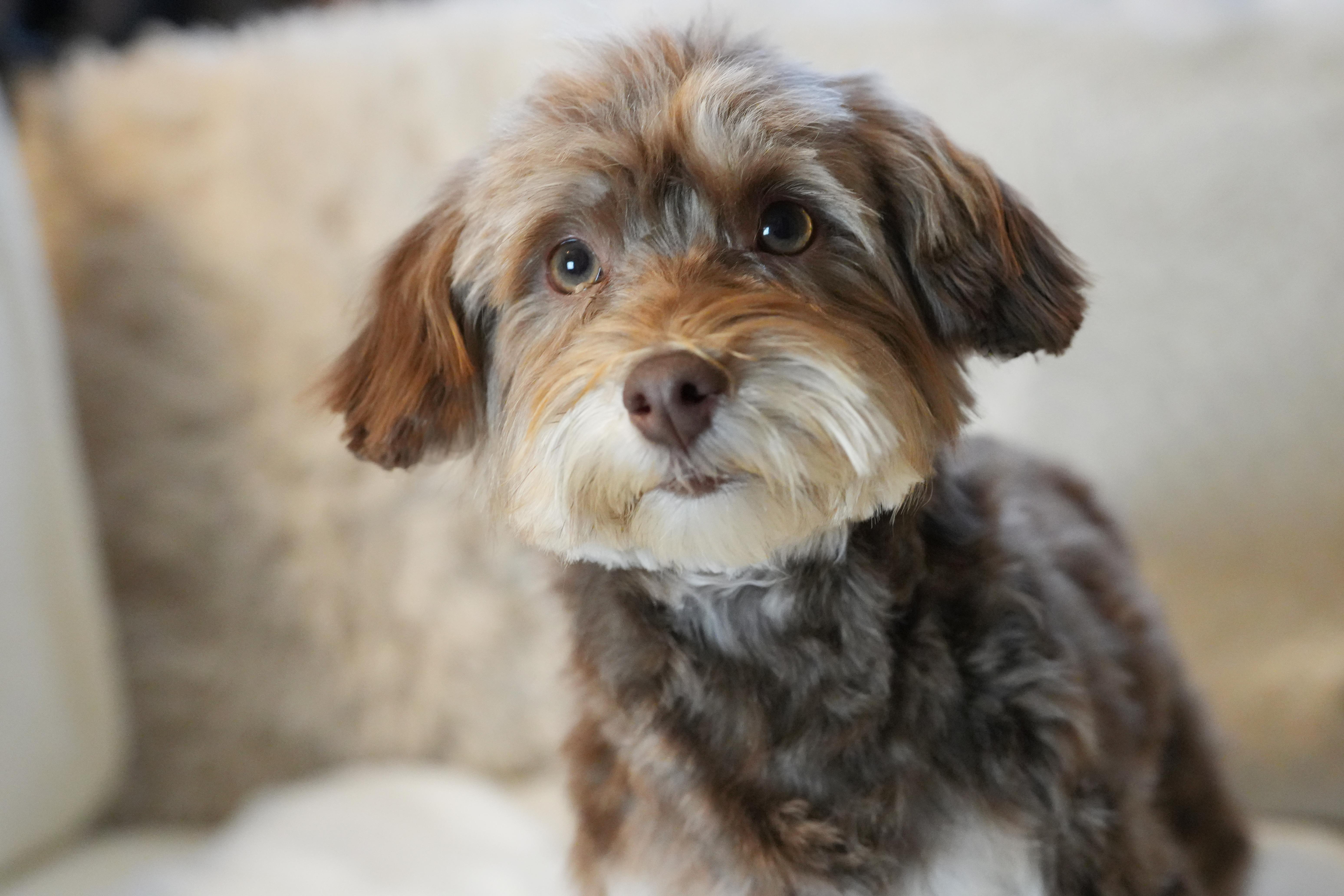 Enlarge Morpheus, a ADOPTABLE Havanese in Atlanta, GA image 2/4
