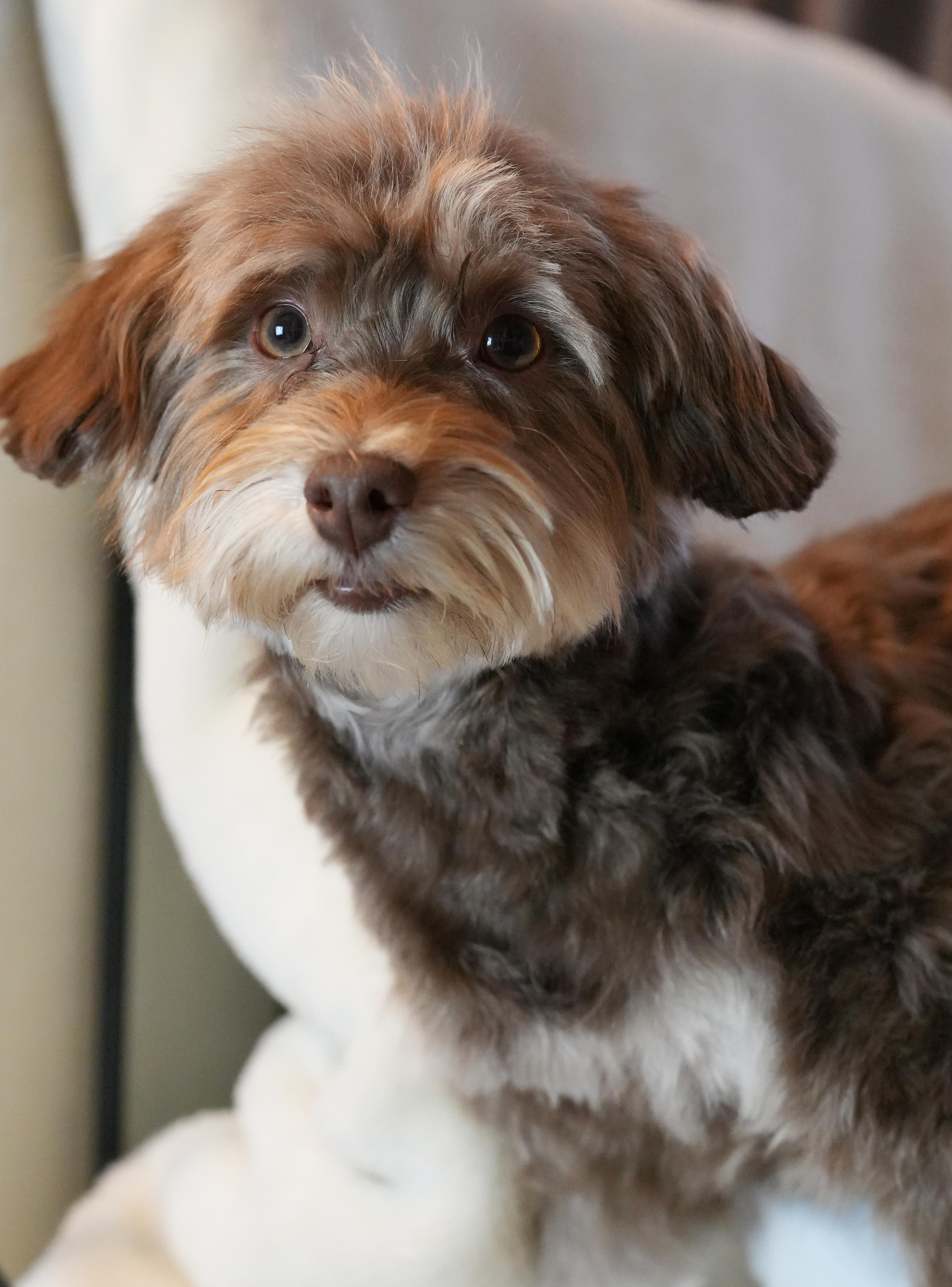 Enlarge Morpheus, a ADOPTABLE Havanese in Atlanta, GA image 4/4