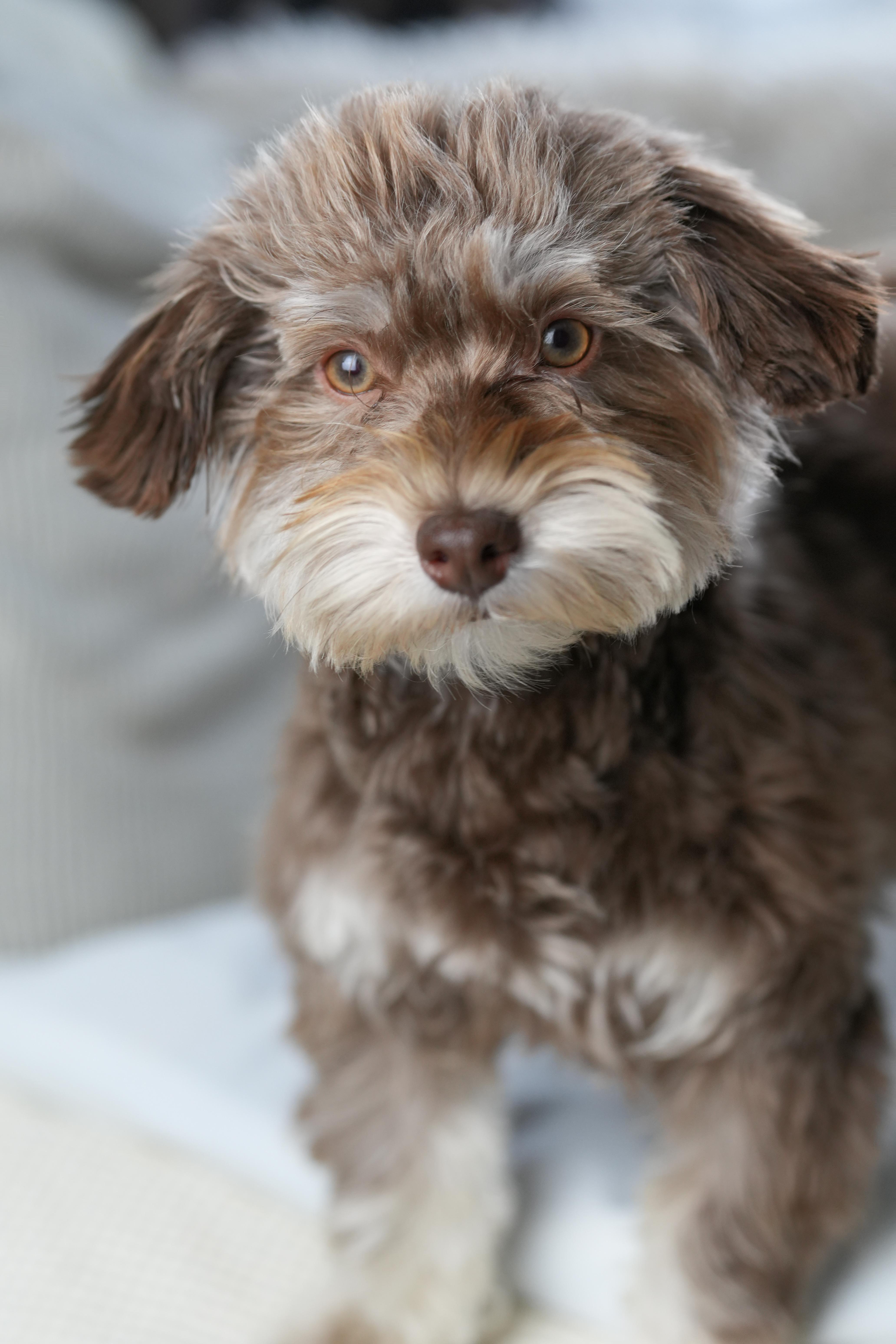 Morpheus, ADOPTABLE, Puppy Male Havanese.