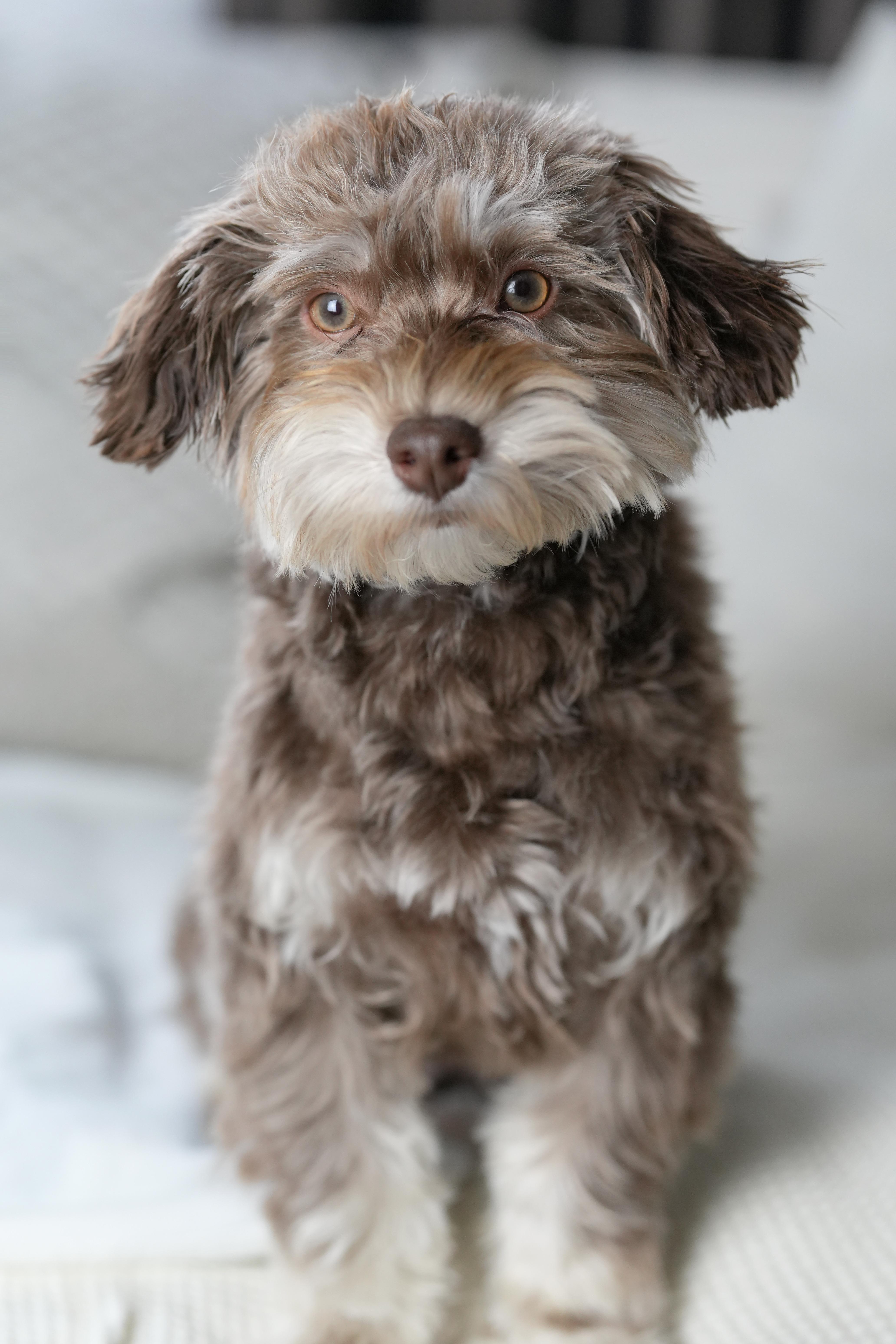 Enlarge Morpheus, a ADOPTABLE Havanese in Atlanta, GA image 3/4