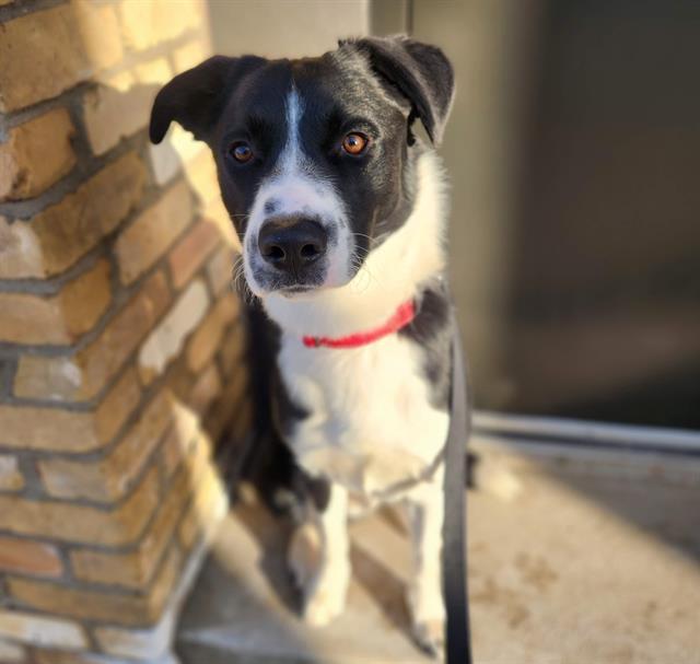 Enlarge TODDY, a Adoptable mixed breed in Minneapolis, MN image 1/1
