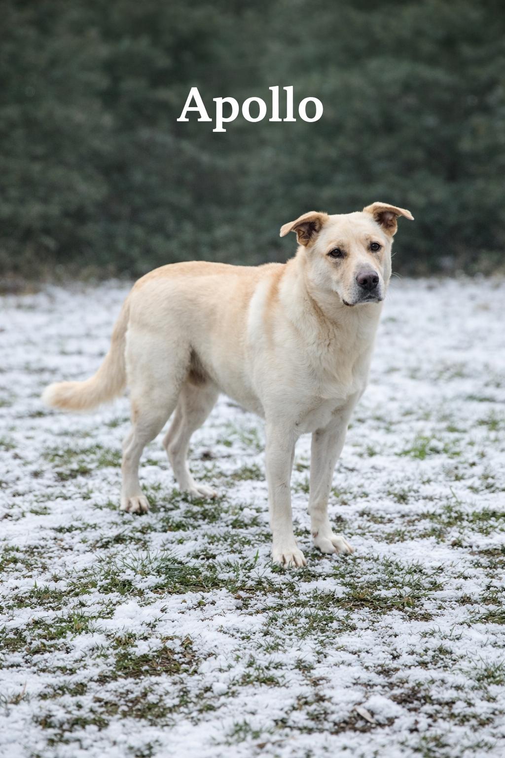 Apollo, ADOPTABLE, Adult Male Yellow Labrador Retriever.