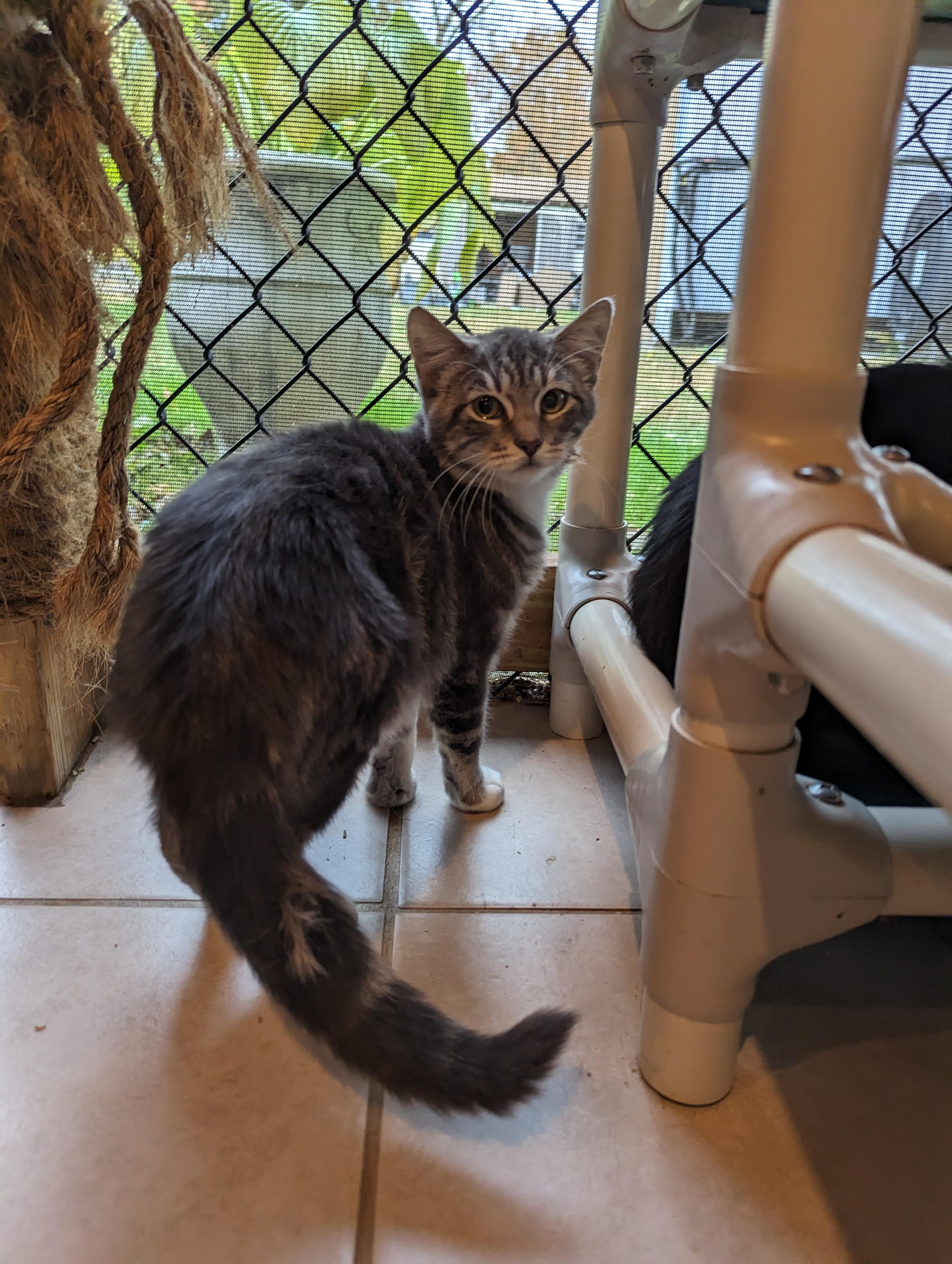 Enlarge Lily, a Adoptable Domestic Medium Hair in New Windsor, NY image 3/3