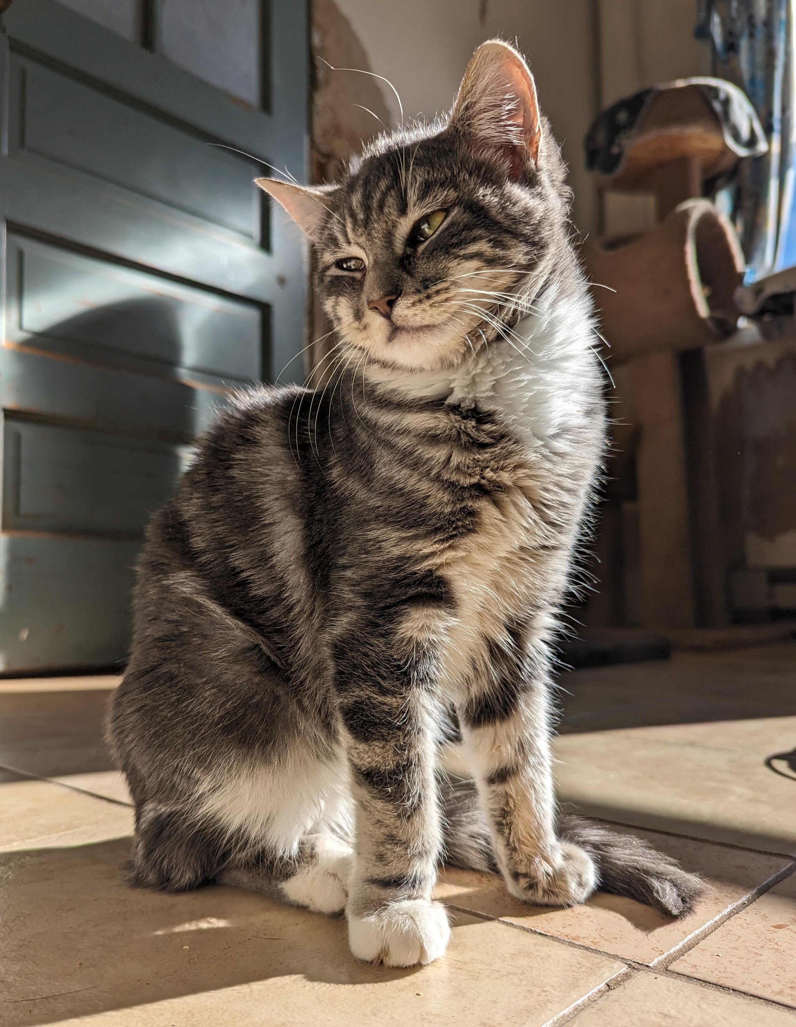 Enlarge Lily, a Adoptable Domestic Medium Hair in New Windsor, NY image 1/3