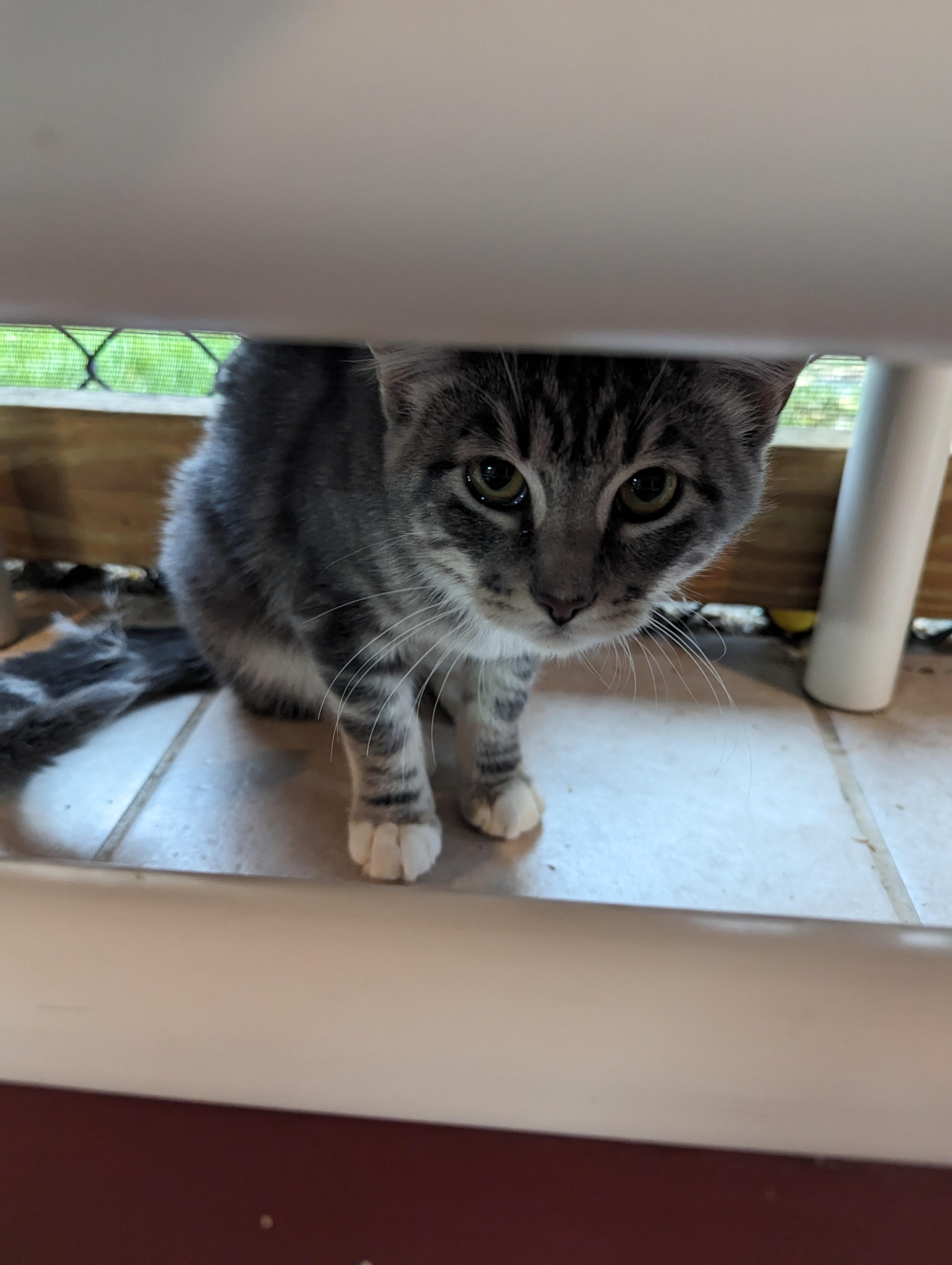 Enlarge Lily, a Adoptable Domestic Medium Hair in New Windsor, NY image 2/3