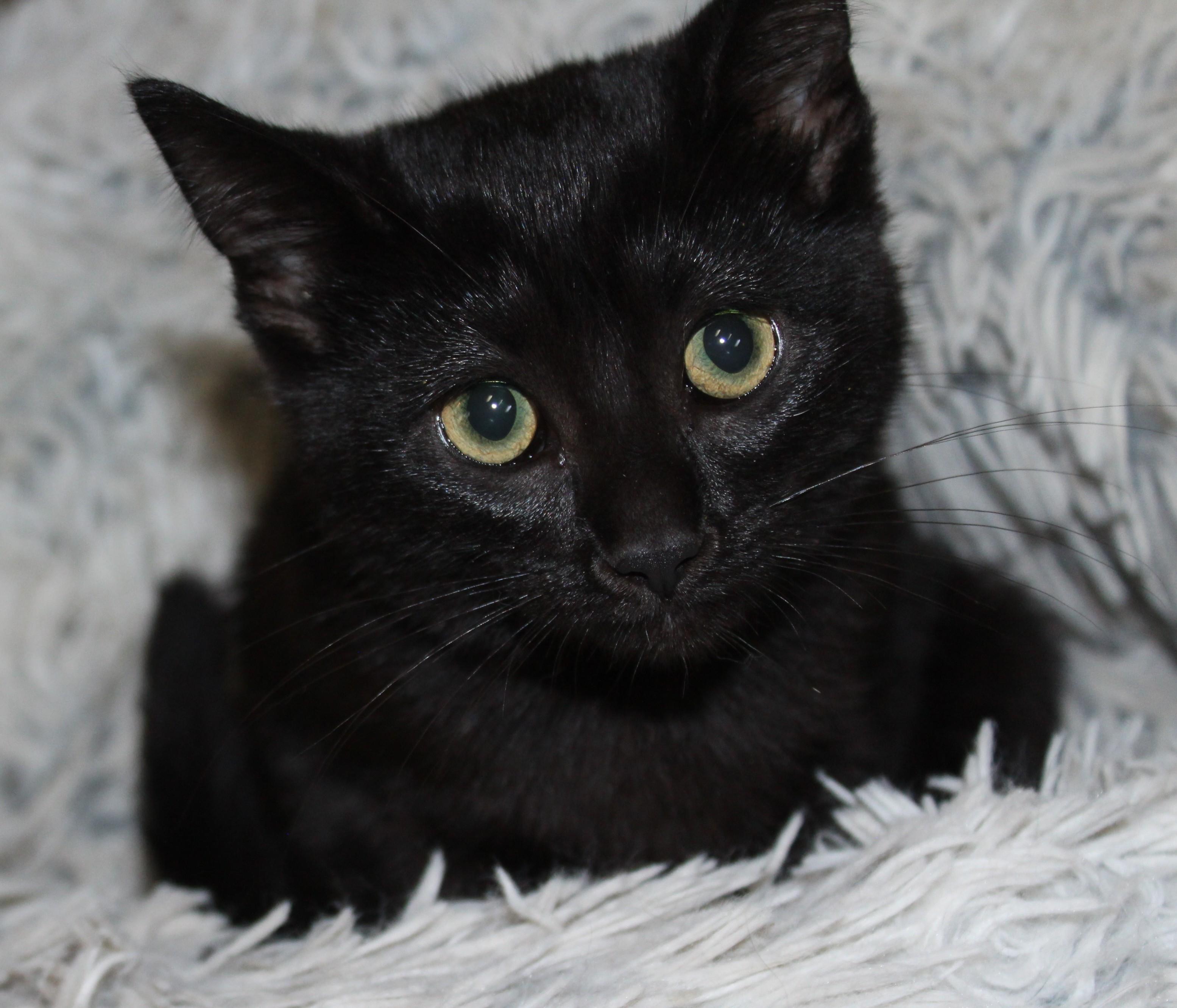 Enlarge Glassy, a Adopted mixed breed in Huron, SD image 1/5