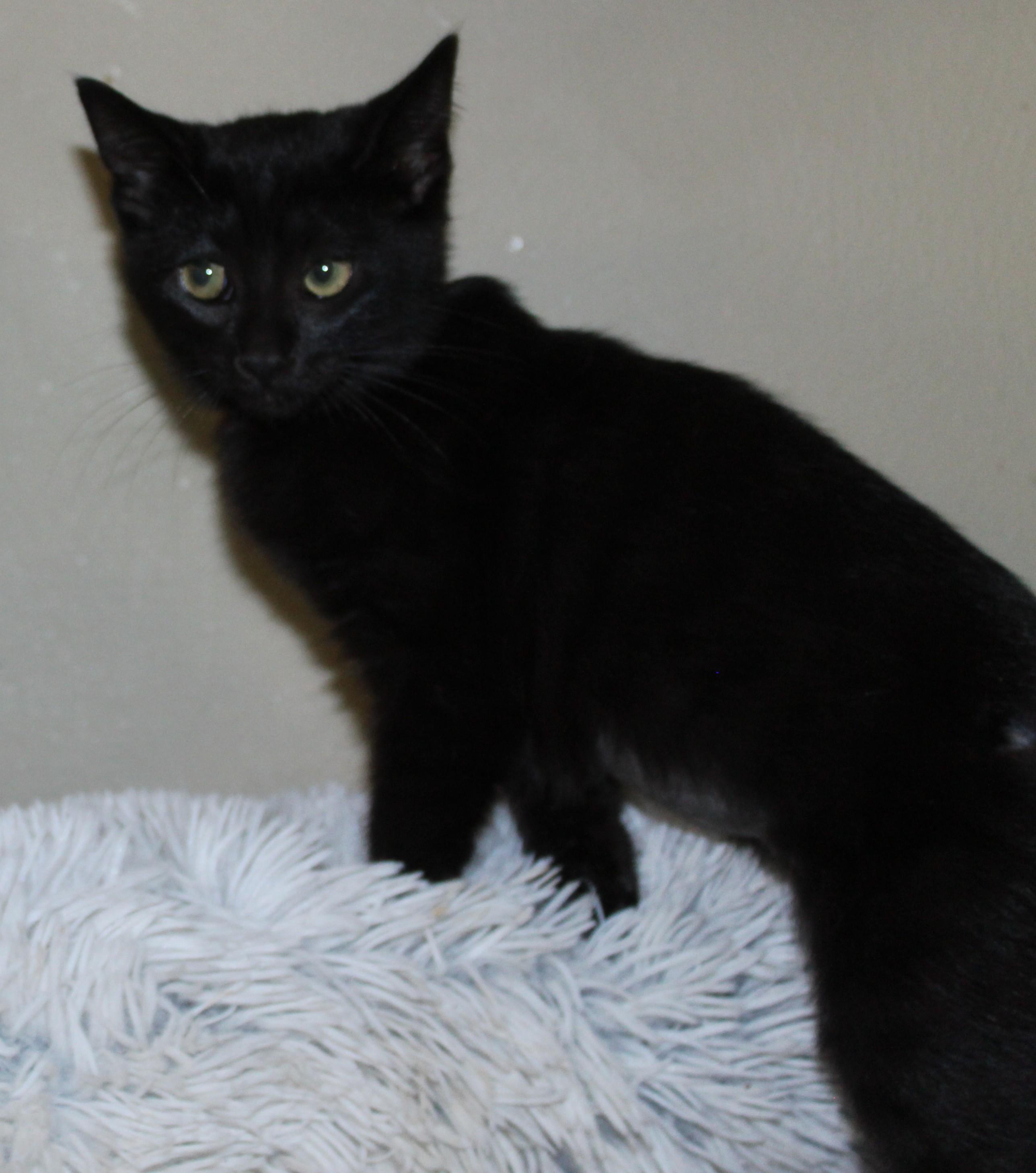 Enlarge Glassy, a Adopted mixed breed in Huron, SD image 2/5
