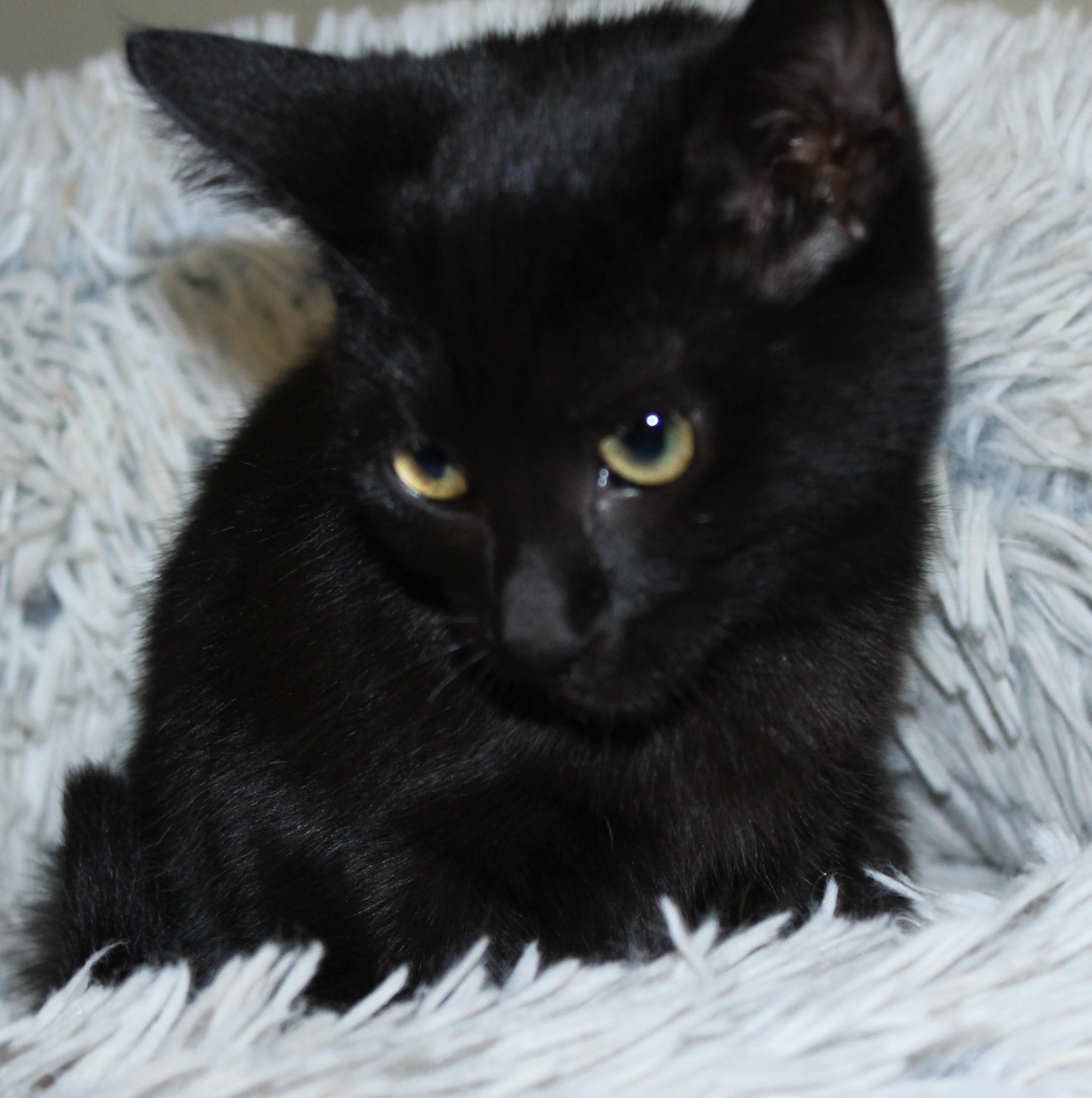 Enlarge Glassy, a Adopted mixed breed in Huron, SD image 3/5