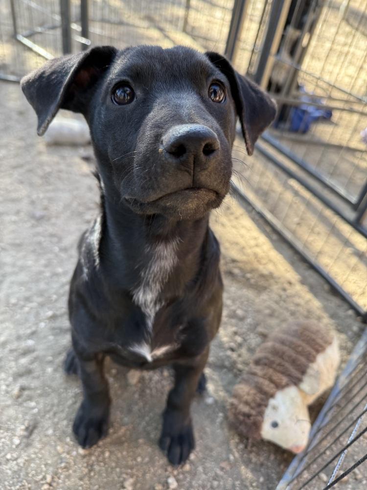 Lucy, Adoptable, Puppy Female Labrador Retriever & Australian Cattle Dog / Blue Heeler.