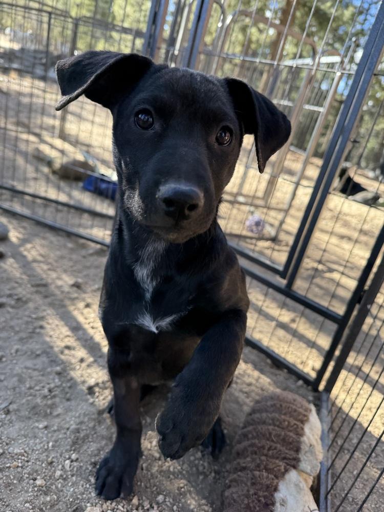 Enlarge Lucy, a Adoptable mixed breed in Lafayette, CO image 4/6