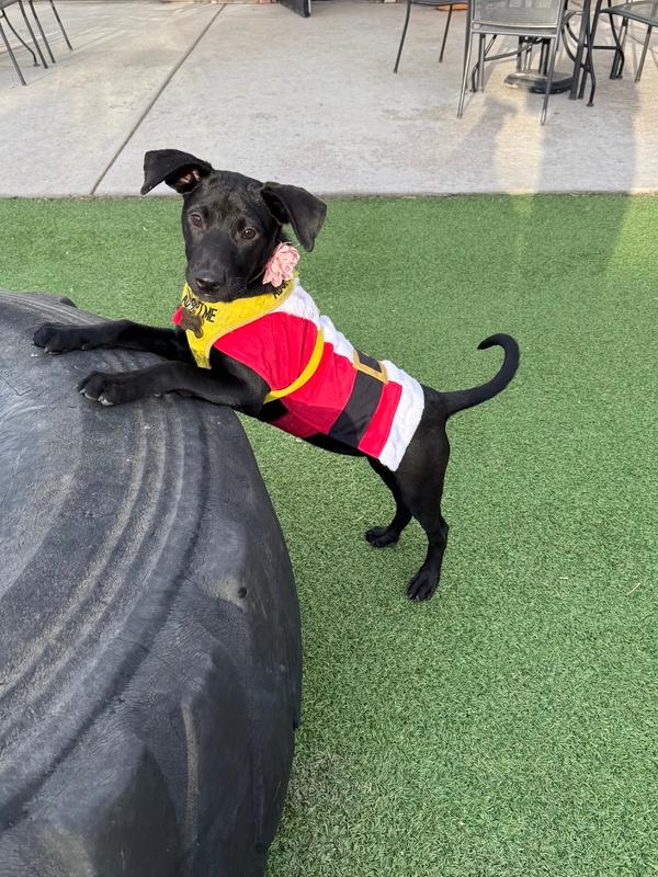 Enlarge Lucy, a Adoptable mixed breed in Lafayette, CO image 5/6