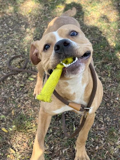 Enlarge Eli, a Adoptable mixed breed in Anderson, IN image 1/3