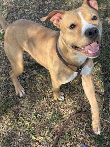 Enlarge Eli, a Adoptable mixed breed in Anderson, IN image 2/3