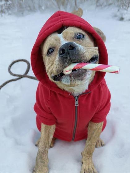 Enlarge Eli, a Adoptable mixed breed in Anderson, IN image 2/3