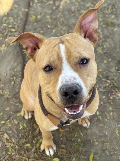 Enlarge Eli, a Adoptable mixed breed in Anderson, IN image 3/3