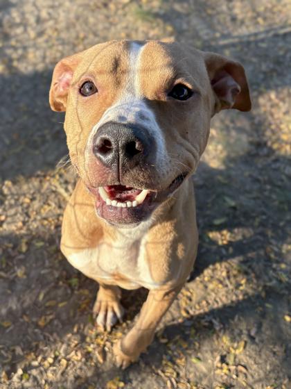 Enlarge Eli, a Adoptable mixed breed in Anderson, IN image 3/3
