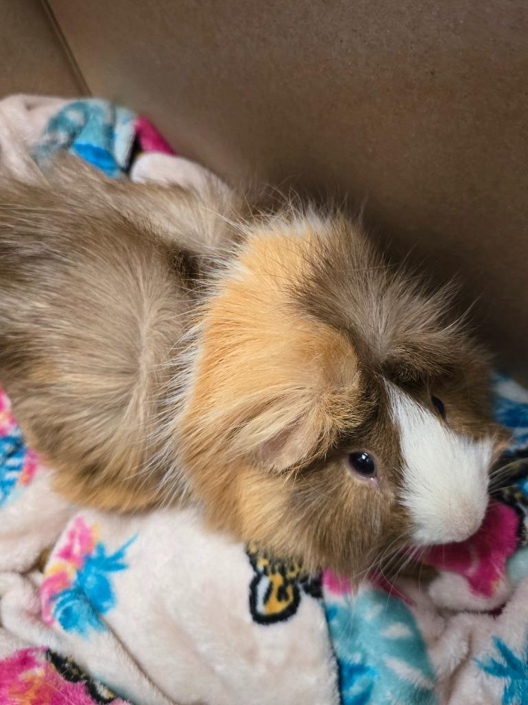 Crumble, Adoptable, Adult Male Guinea Pig.