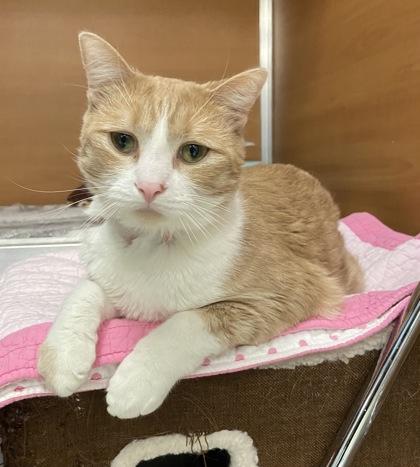Pumpkin - Bonded pair with Patches