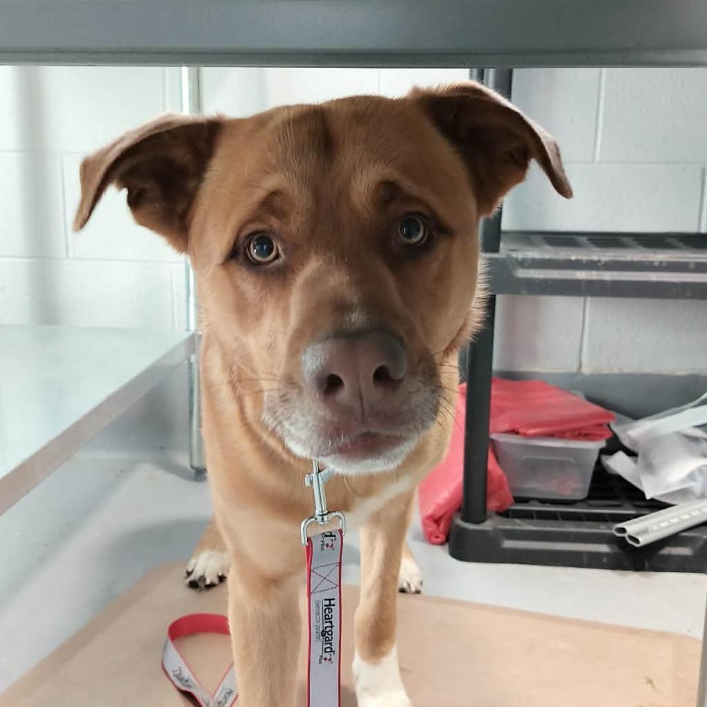 Enlarge Sarge, a Adoptable Mixed Breed in Beckley, WV image 1/1
