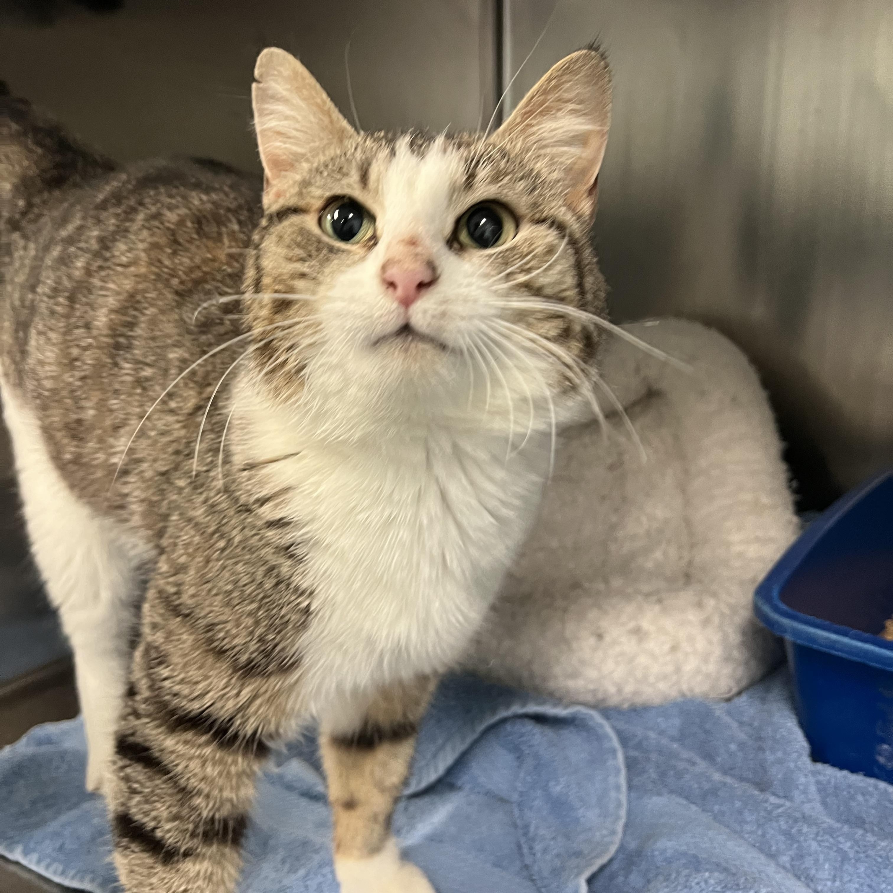 Foxy, ADOPTABLE, Young Female Domestic Short Hair.