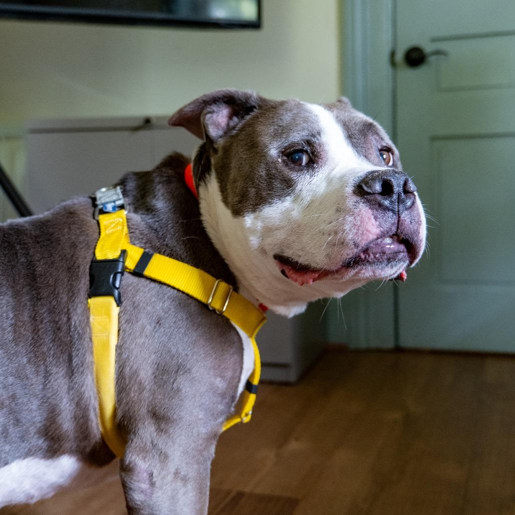 Enlarge Zeus, a Adoptable Pit Bull Terrier in Baltimore, MD image 2/6