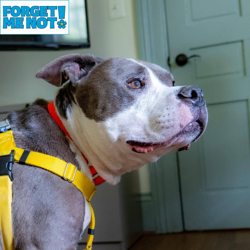 Enlarge Zeus, a Adoptable Pit Bull Terrier in Baltimore, MD image 3/6