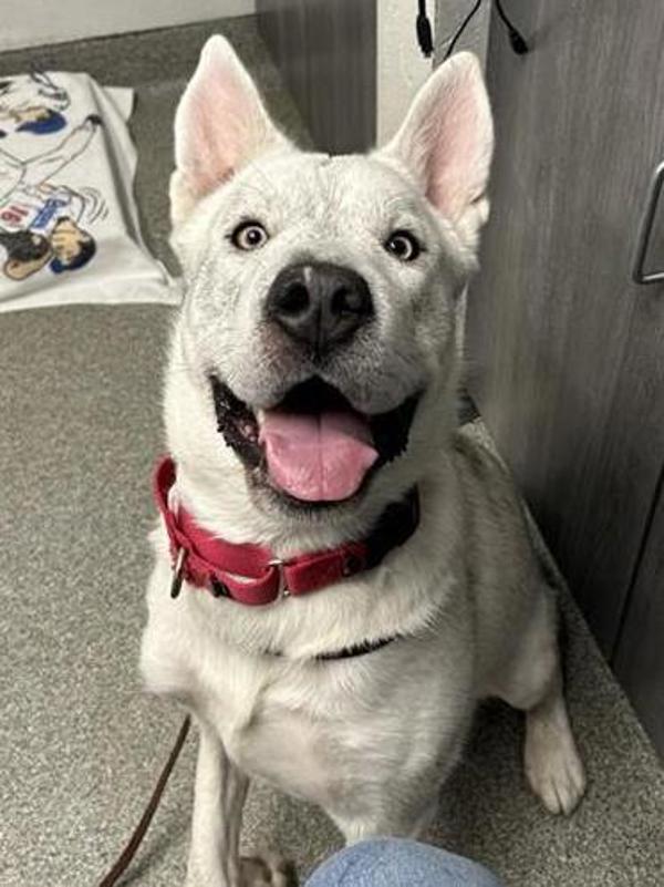 Artemis, Adoptable, Young Male Siberian Husky.