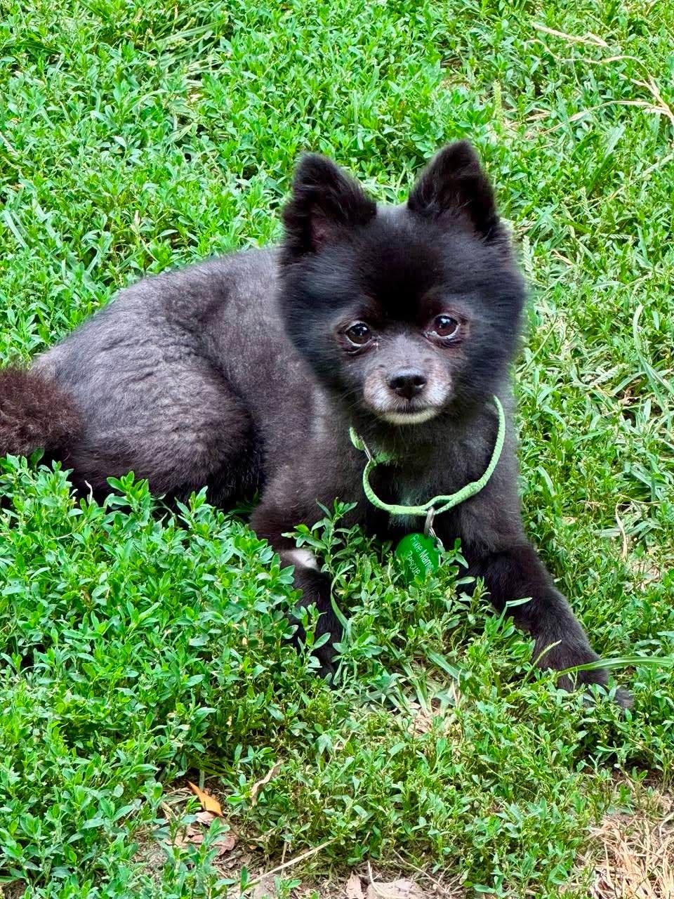 Ninja, Adoptable, Adult Male Pomeranian & Chihuahua.