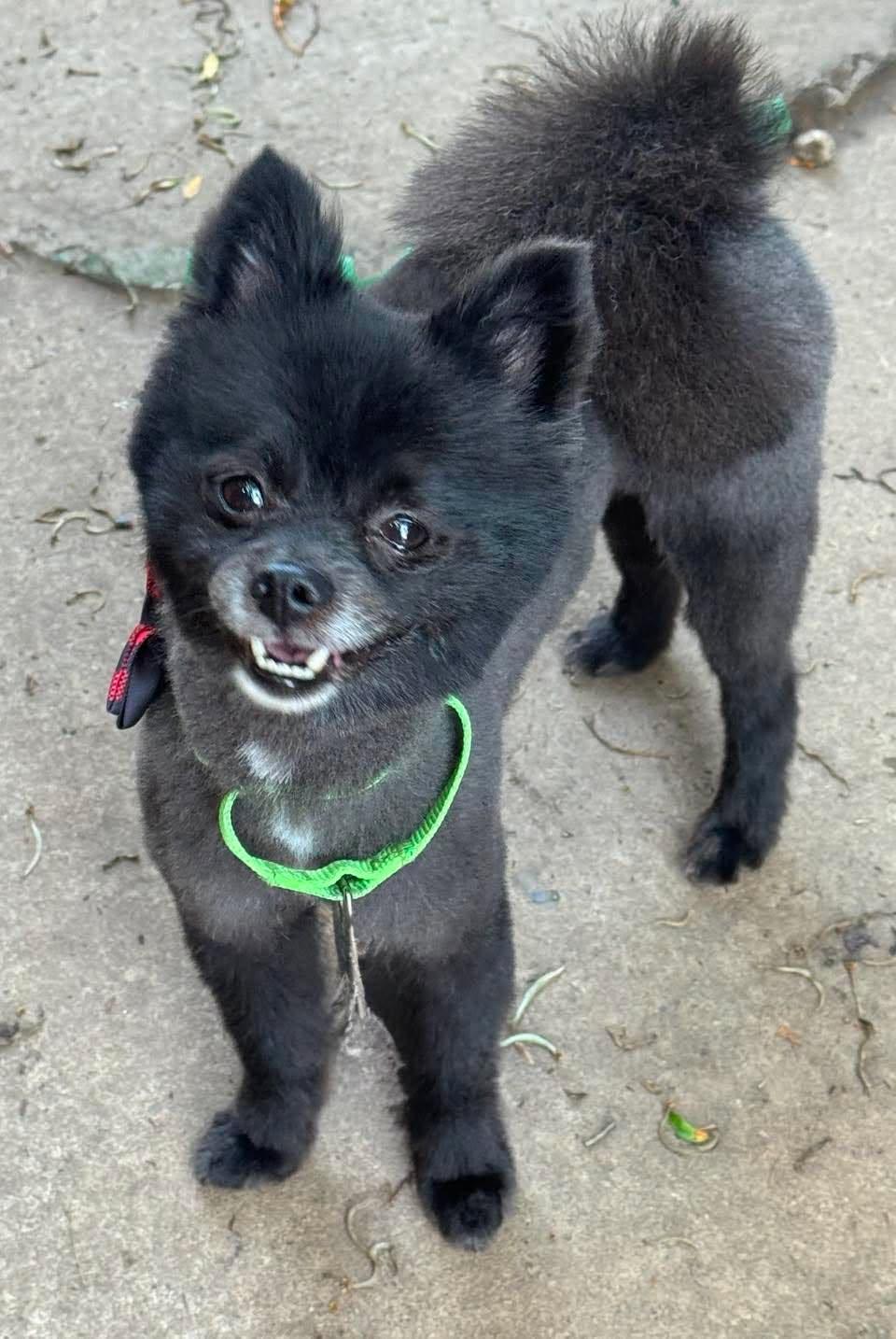 Ninja, a Adoptable mixed breed in Buffalo, NY image 2/2