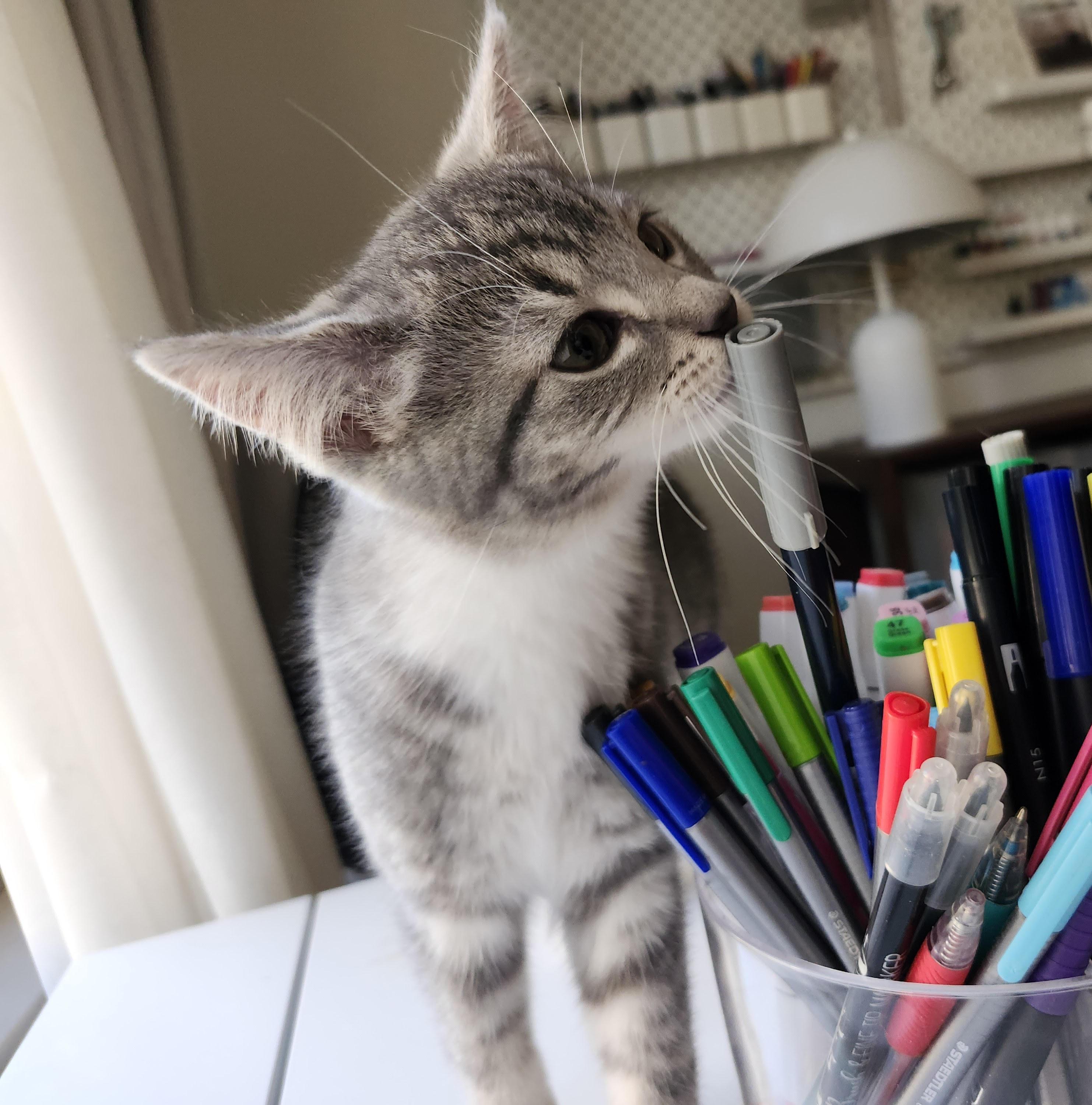 Gianna (Gigi), a ADOPTABLE Tabby in Johnson City, TN image 5/5