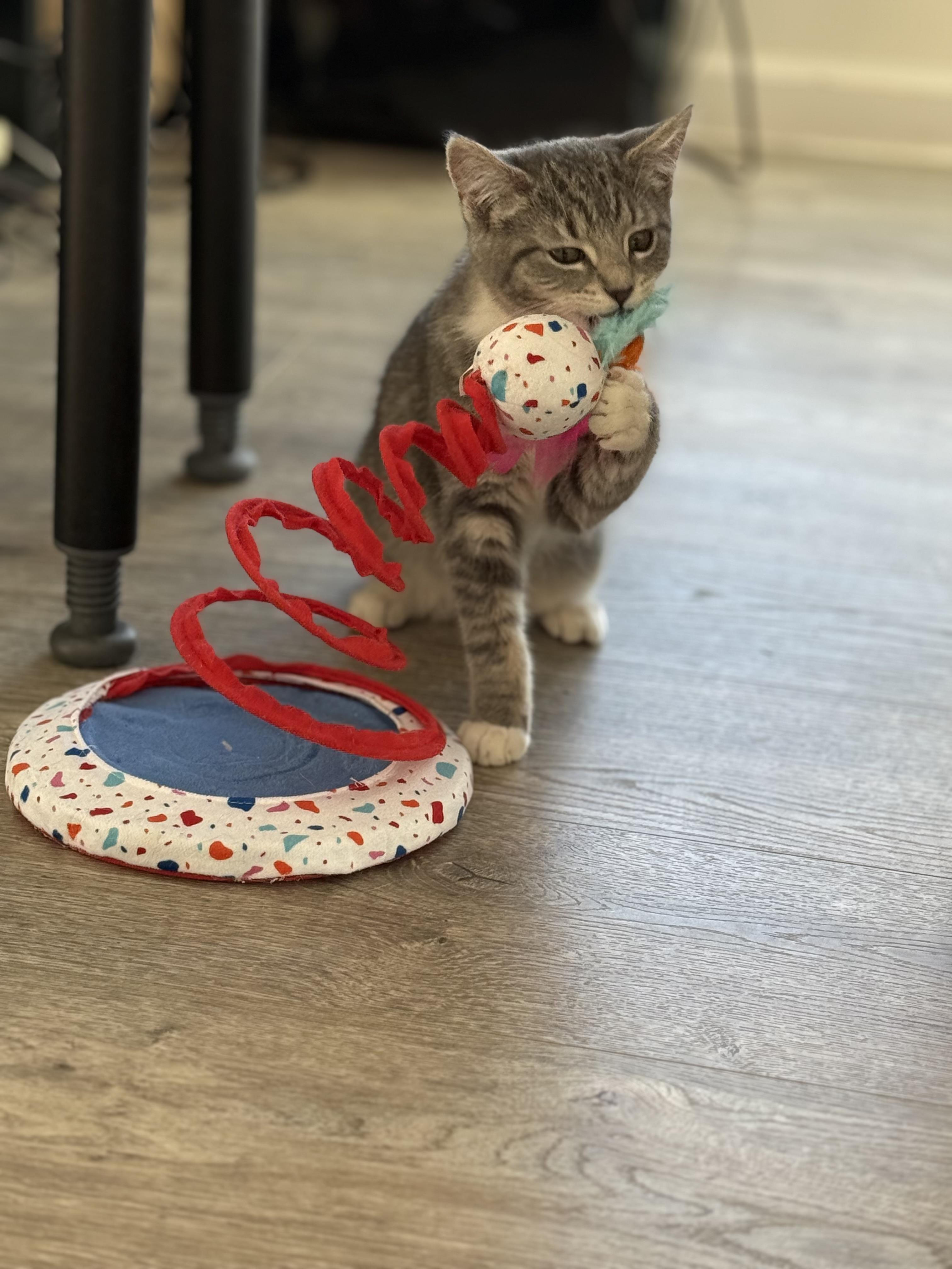 Gianna (Gigi), a ADOPTABLE Tabby in Johnson City, TN image 4/5