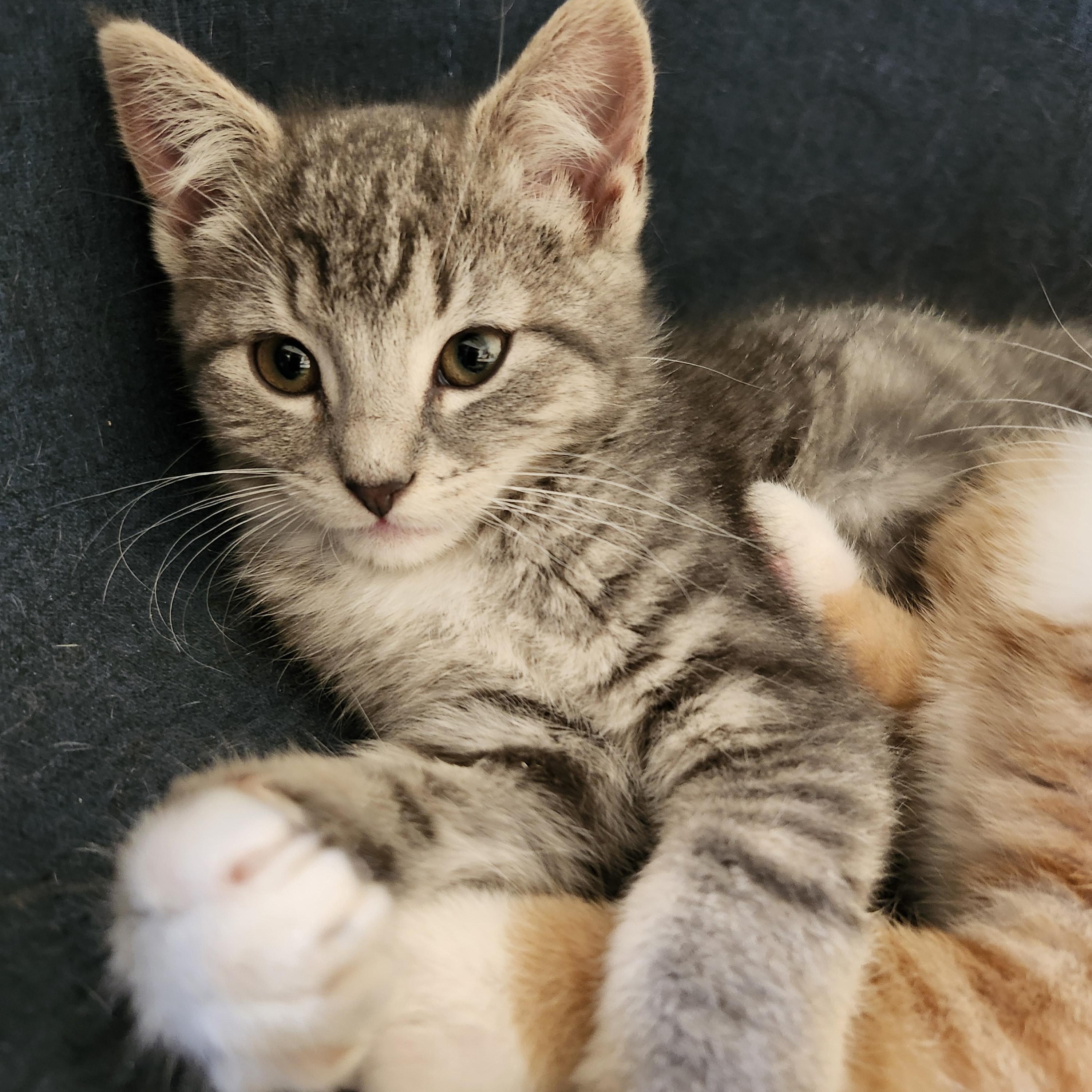 Gianna (Gigi), a ADOPTABLE Tabby in Johnson City, TN image 2/5