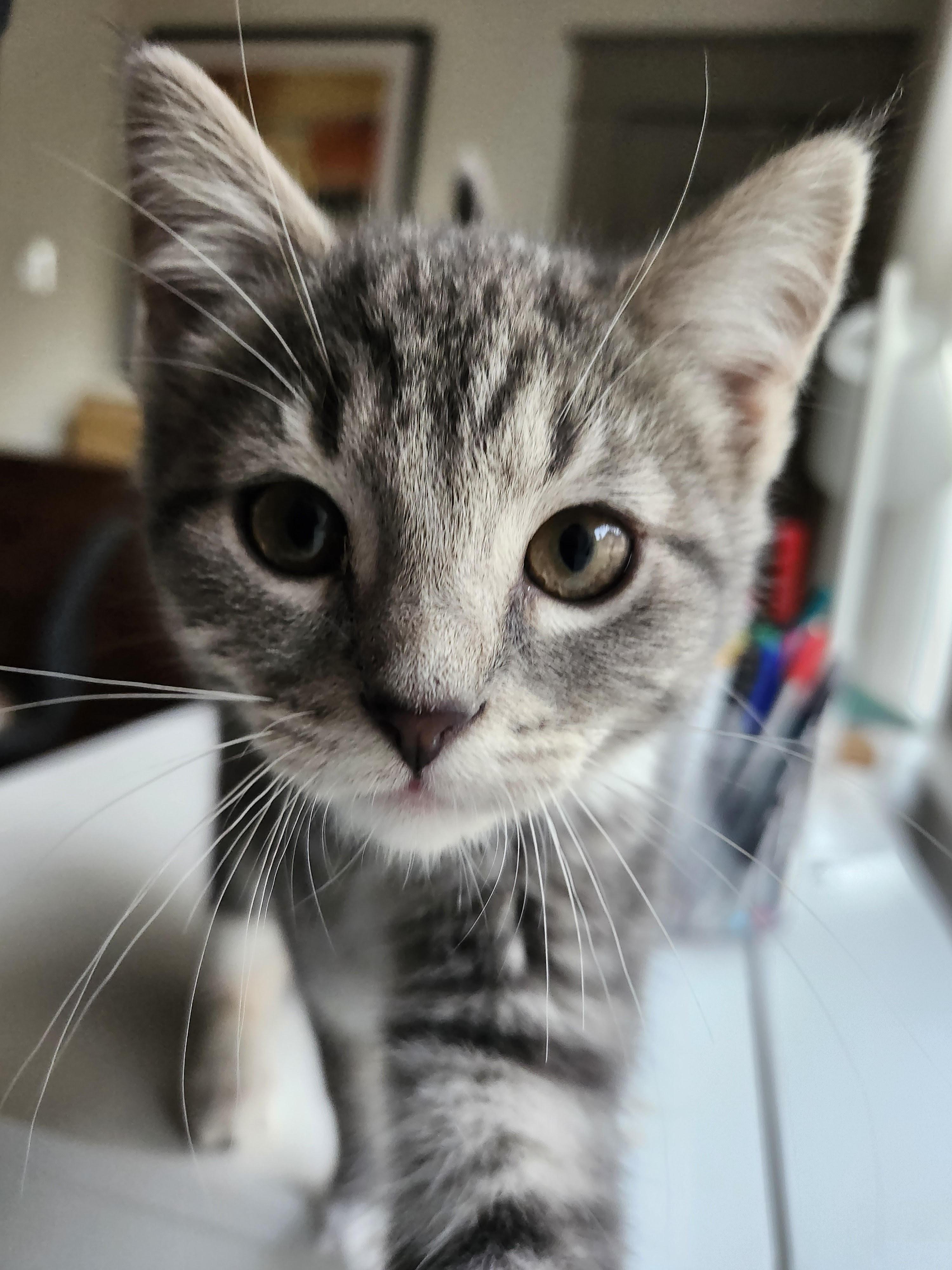 Gianna (Gigi), a ADOPTABLE Tabby in Johnson City, TN image 3/5