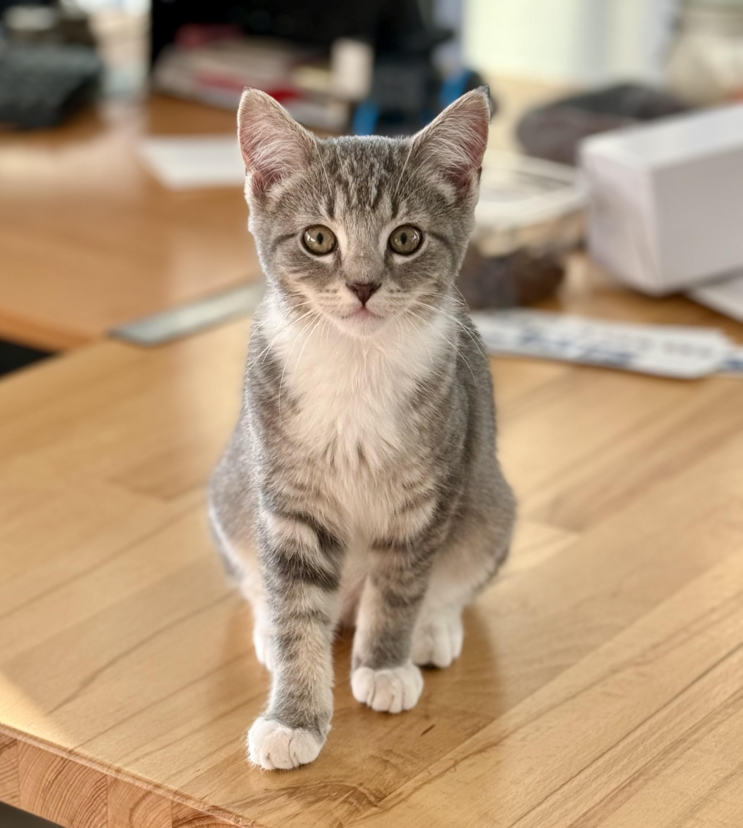 Gianna (Gigi), ADOPTABLE, Kitten Female Tabby.