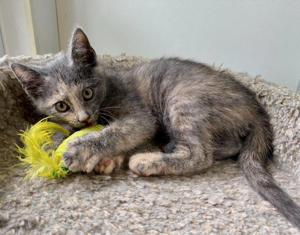 Isabel, ADOPTABLE, Kitten Female Domestic Short Hair.