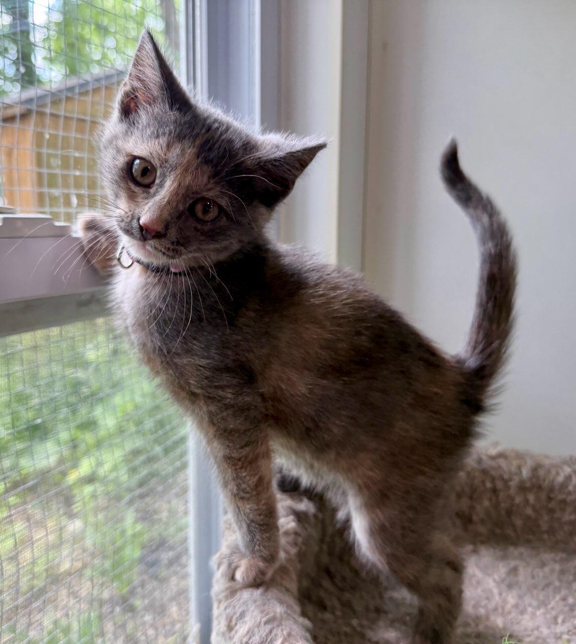 Isabel, a ADOPTABLE Domestic Short Hair in Ashland, OH image 3/4