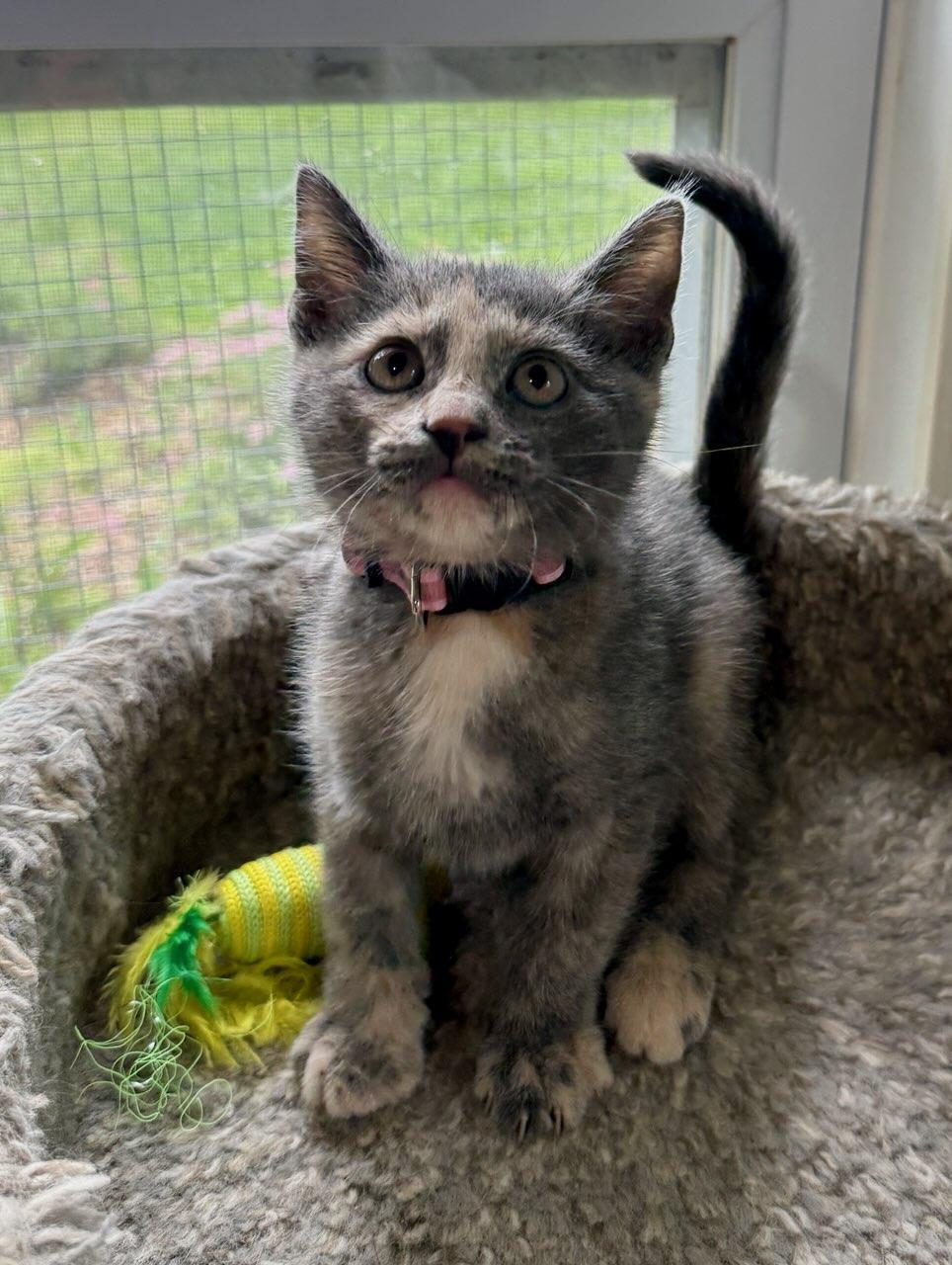 Isabel, a ADOPTABLE Domestic Short Hair in Ashland, OH image 4/4