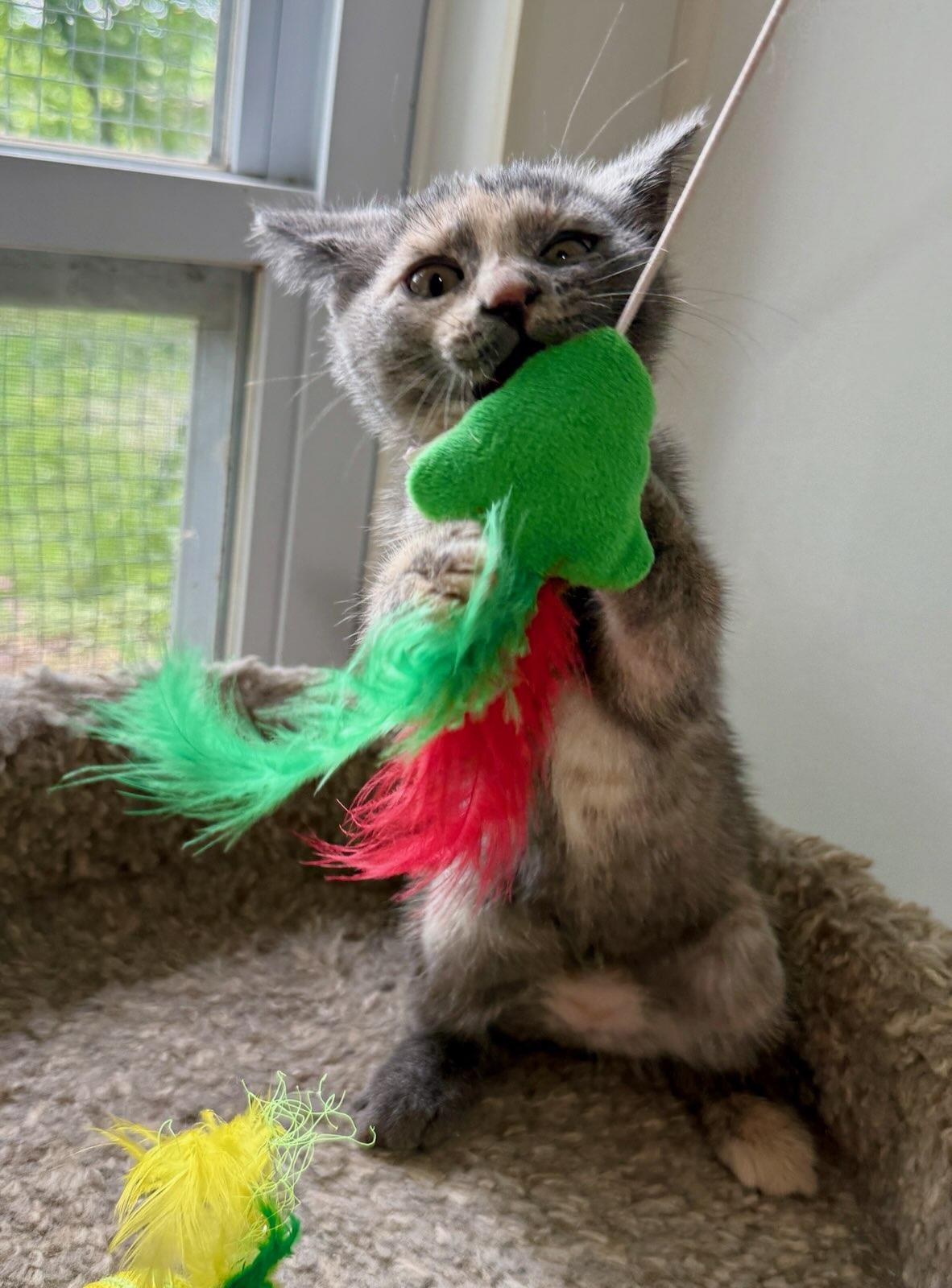 Isabel, a ADOPTABLE Domestic Short Hair in Ashland, OH image 2/4