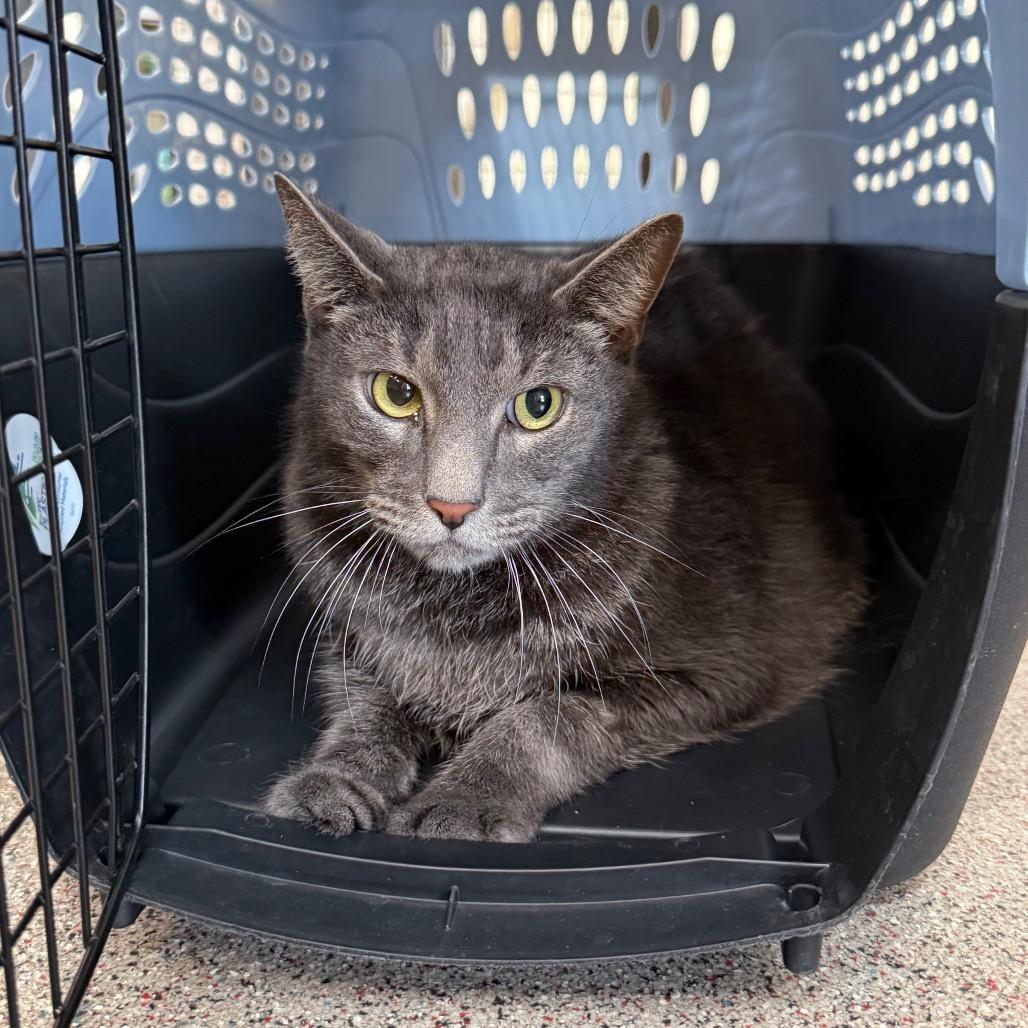 Enlarge Gonzo, a Adoptable Domestic Short Hair in Sarasota, FL image 1/6