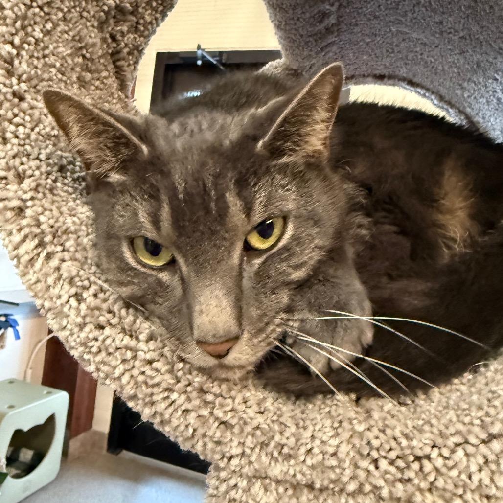 Enlarge Gonzo, a Adoptable Domestic Short Hair in Sarasota, FL image 3/6