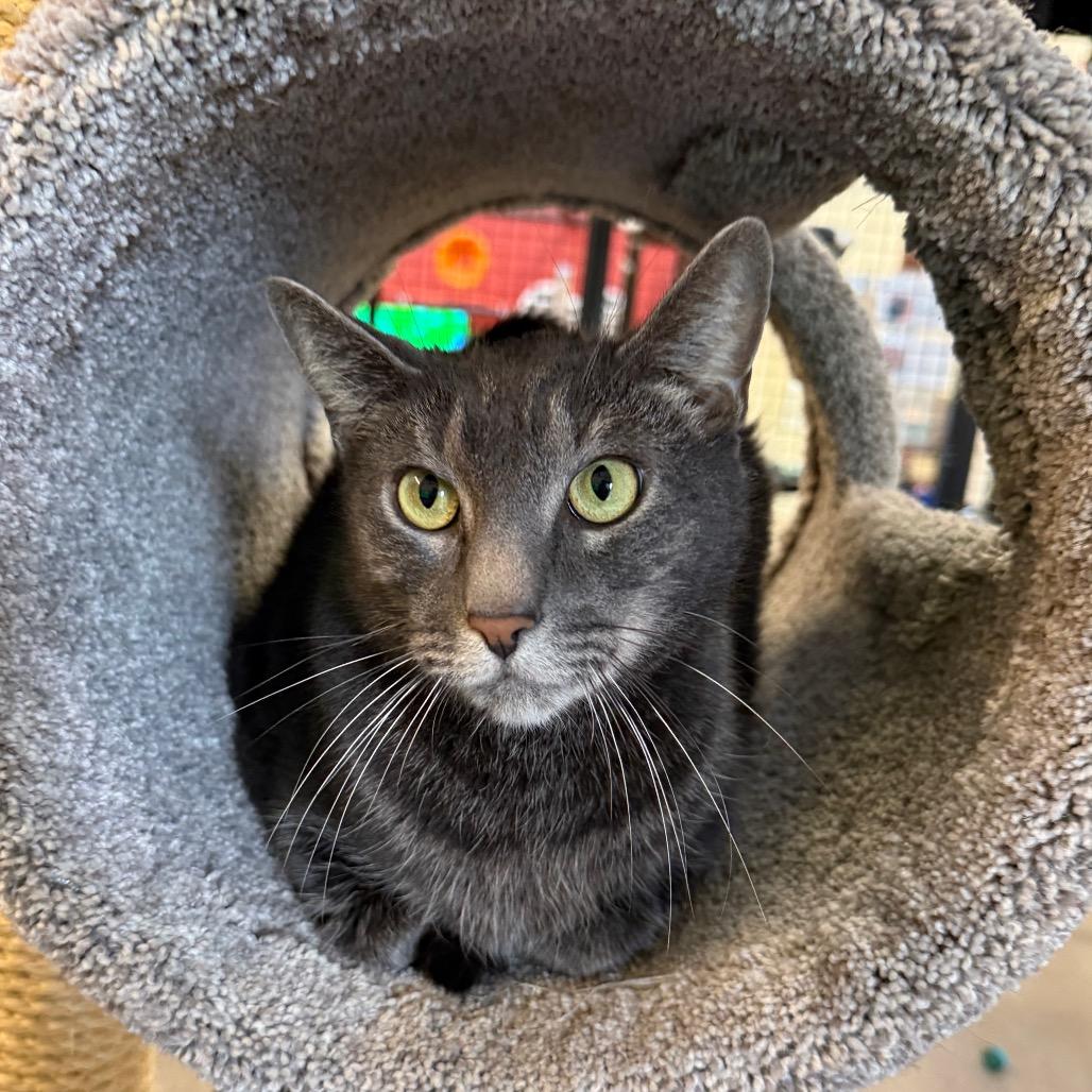 Enlarge Gonzo, a Adoptable Domestic Short Hair in Sarasota, FL image 4/6